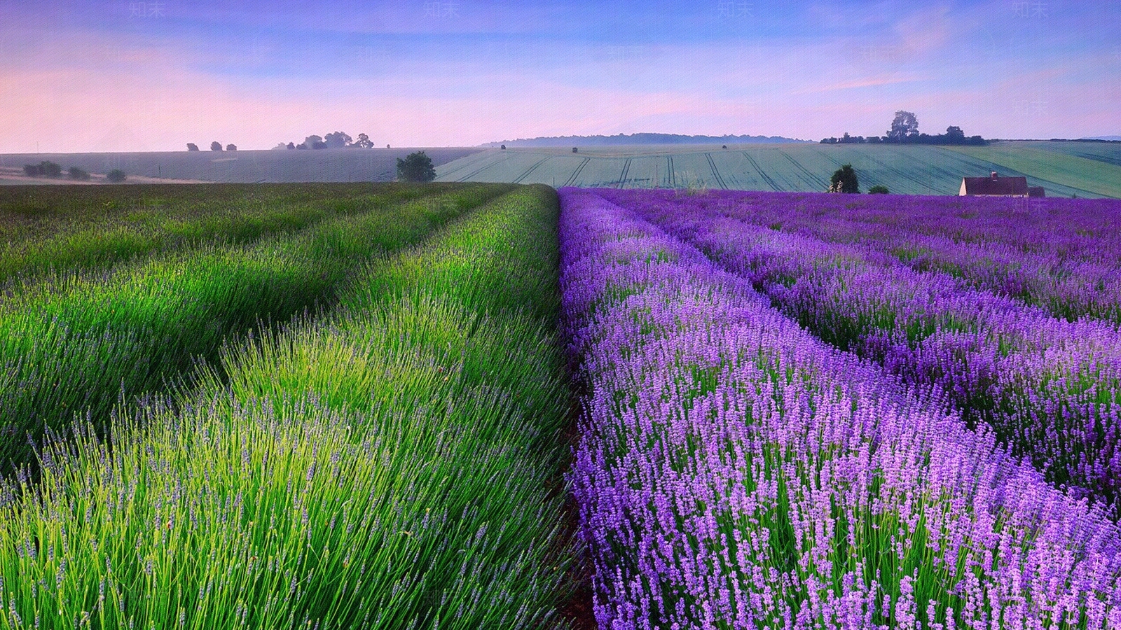 薰衣草风景贴图下载【ID:1160241732】
