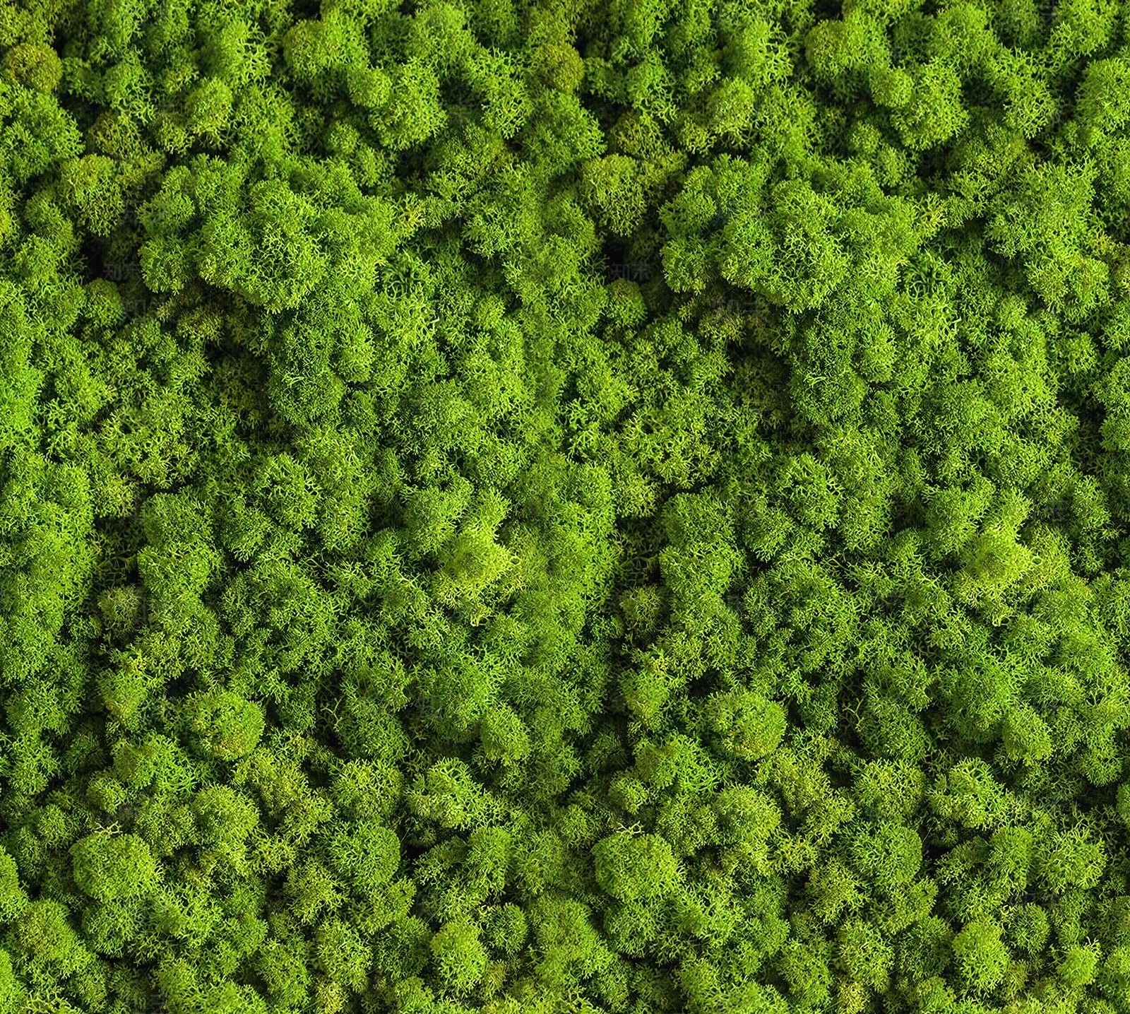 永生苔藓贴图下载【ID:1160246406】