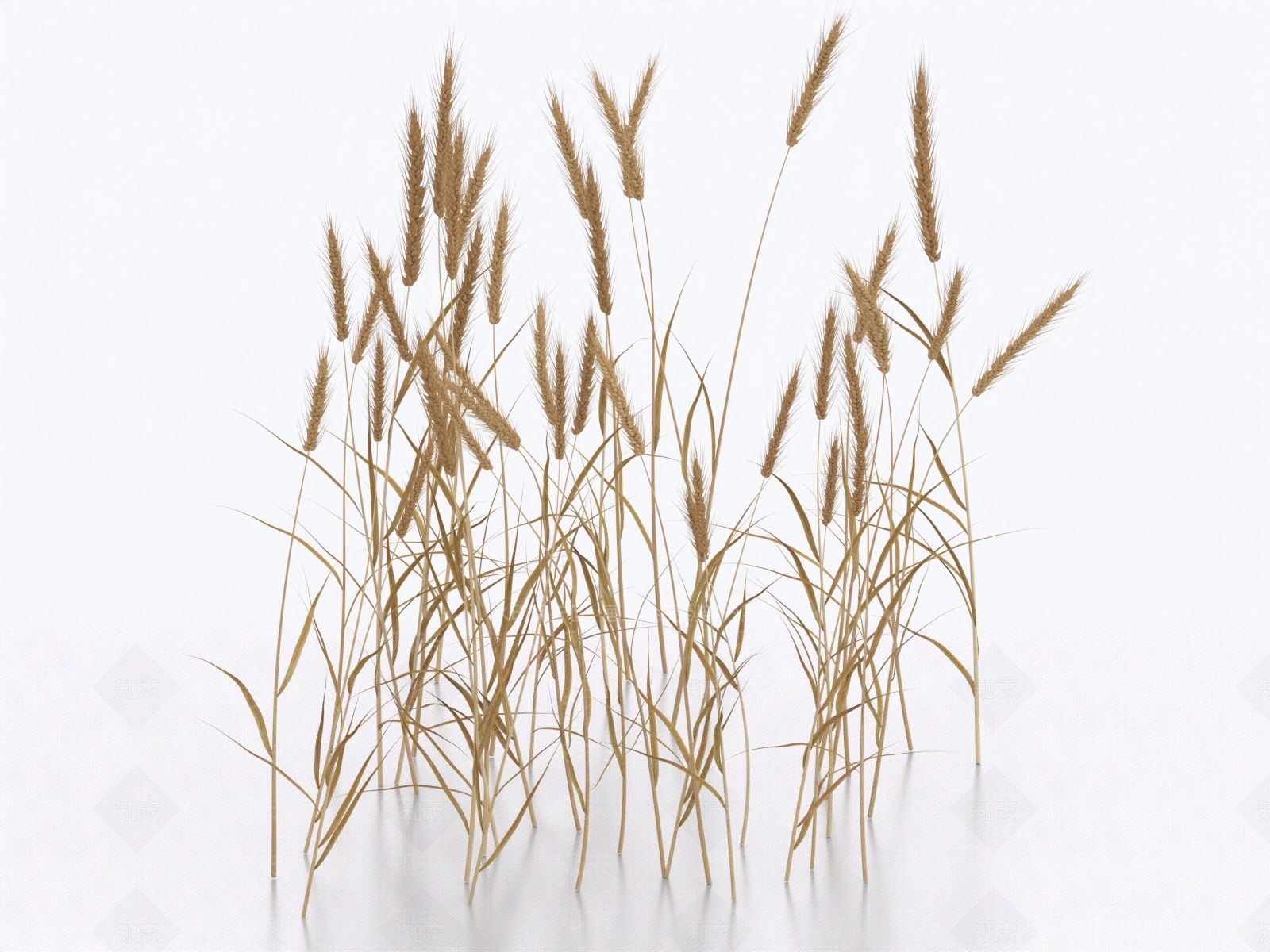 小麦3D模型下载【ID:1160246684】