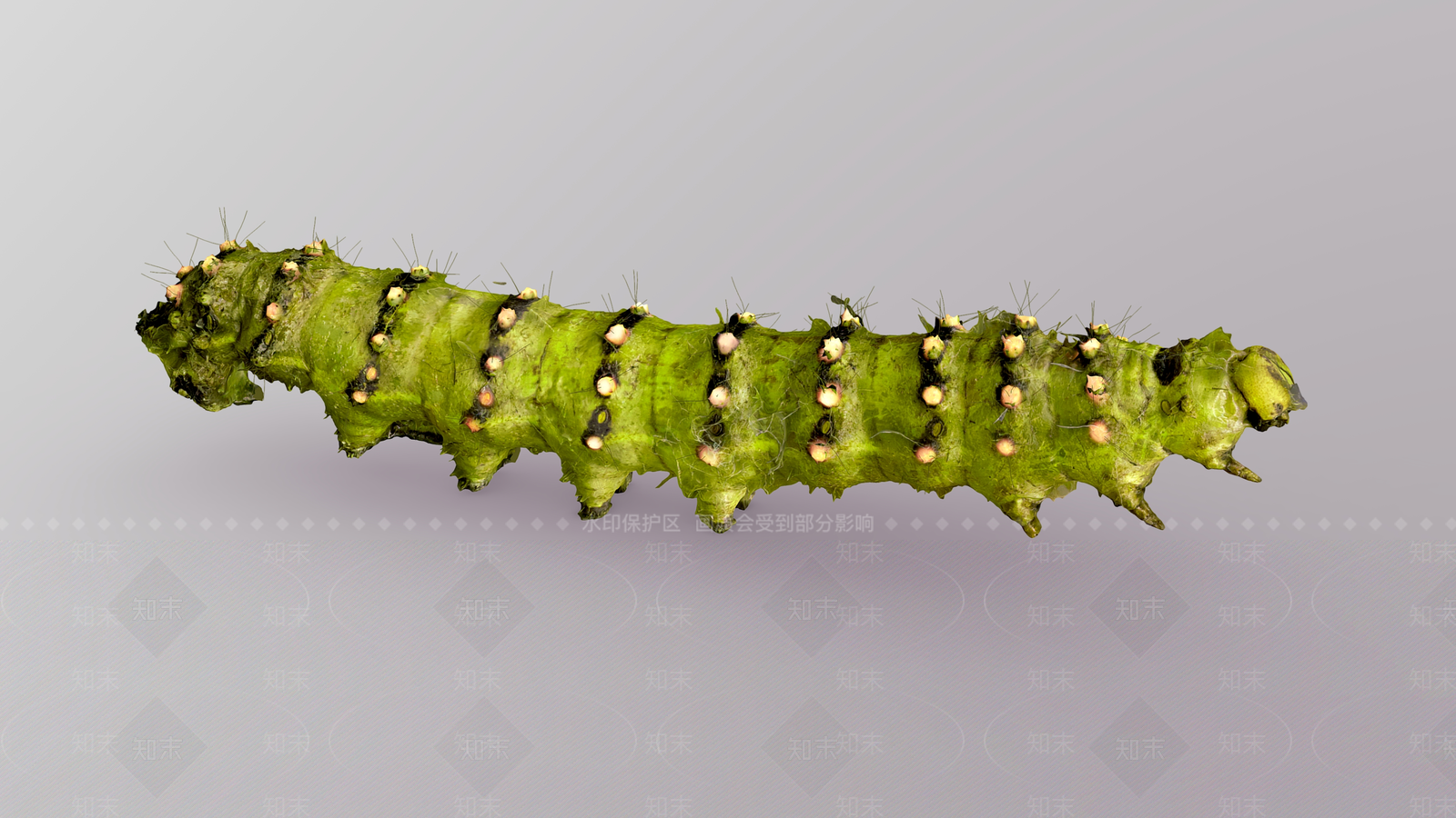 毛毛虫3D模型下载【ID:1160248669】