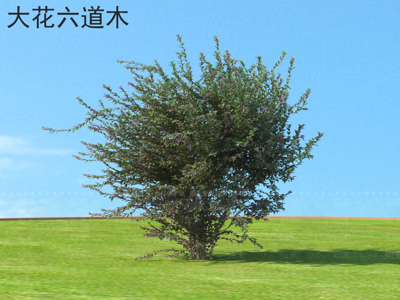 大花六道木3D模型下载【ID:1160253574】