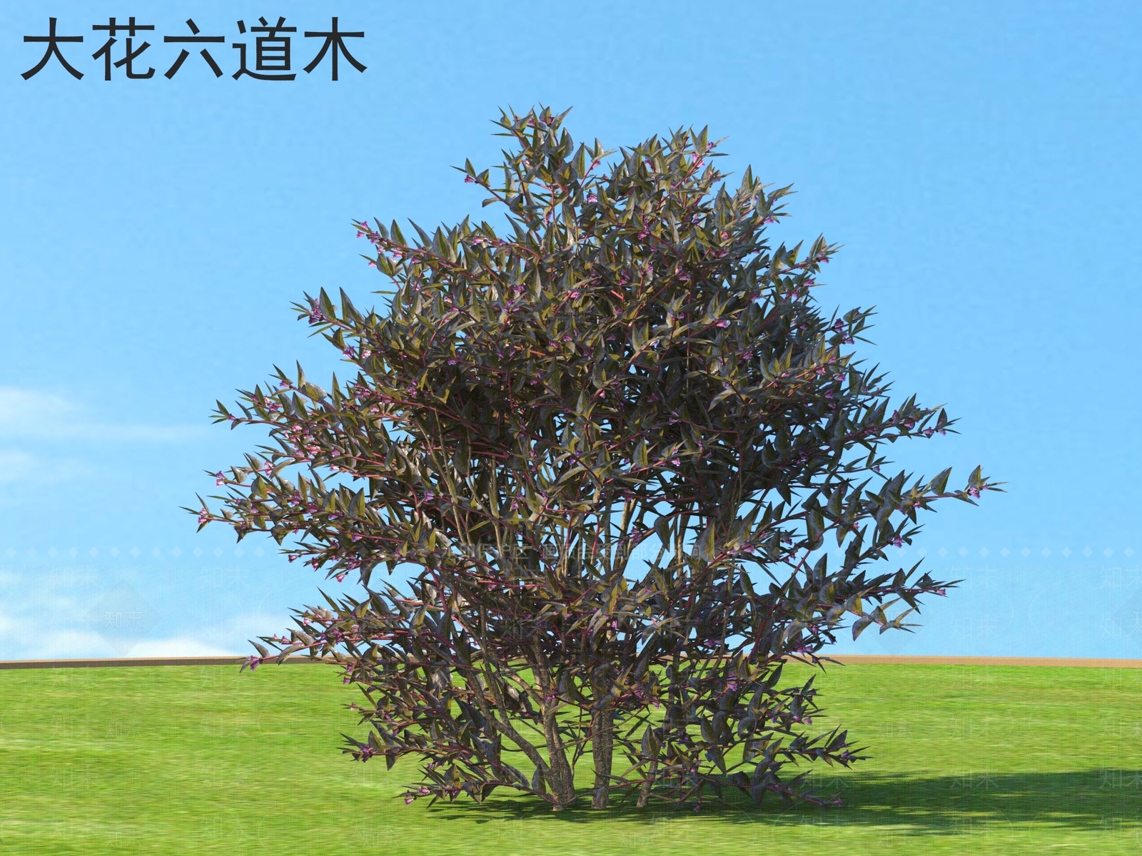 大花六道木3D模型下载【ID:1160254127】