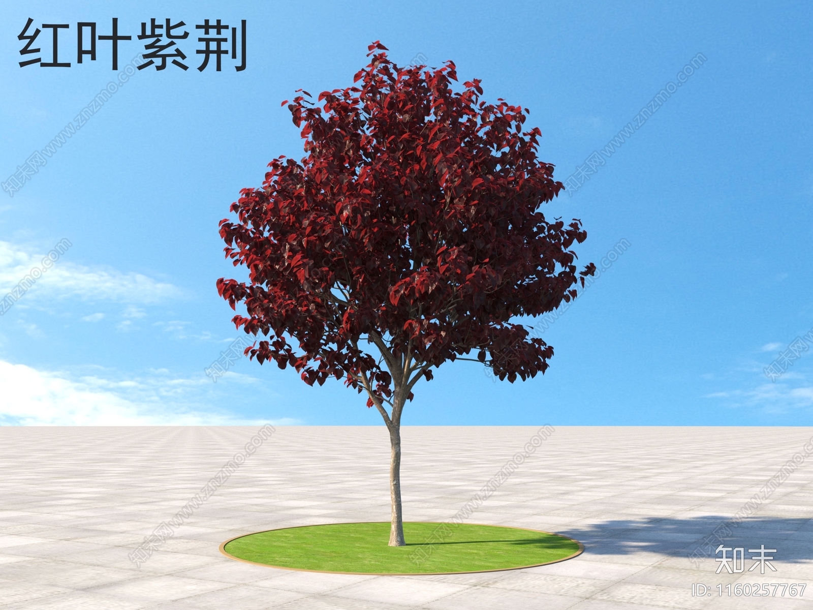 红叶紫荆3D模型下载【ID:1160257767】