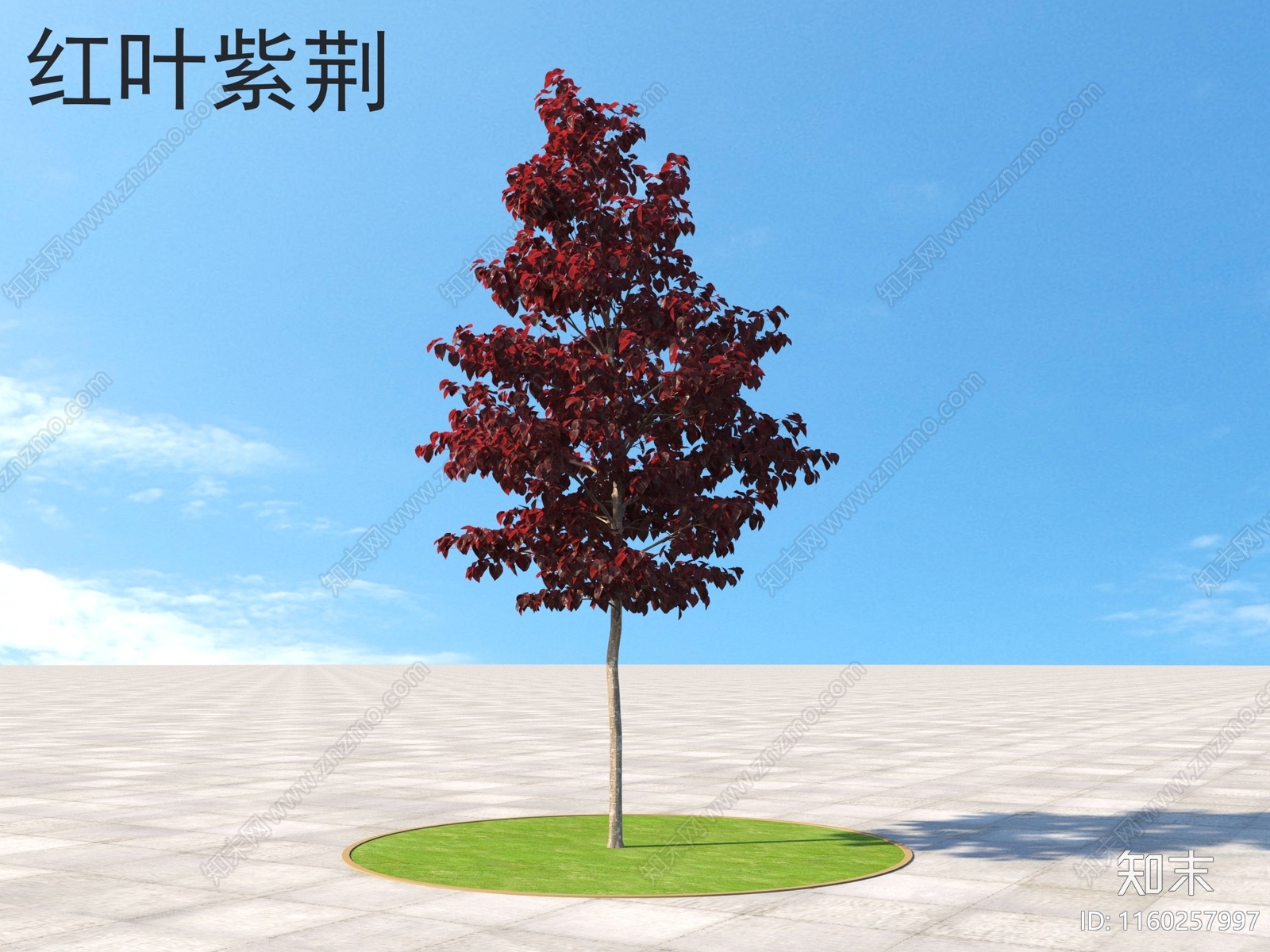 红叶紫荆3D模型下载【ID:1160257997】