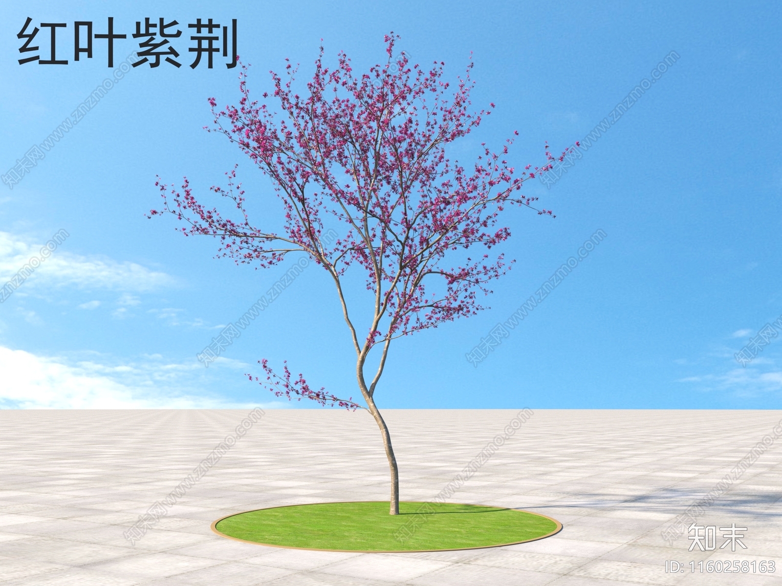 红叶紫荆3D模型下载【ID:1160258163】