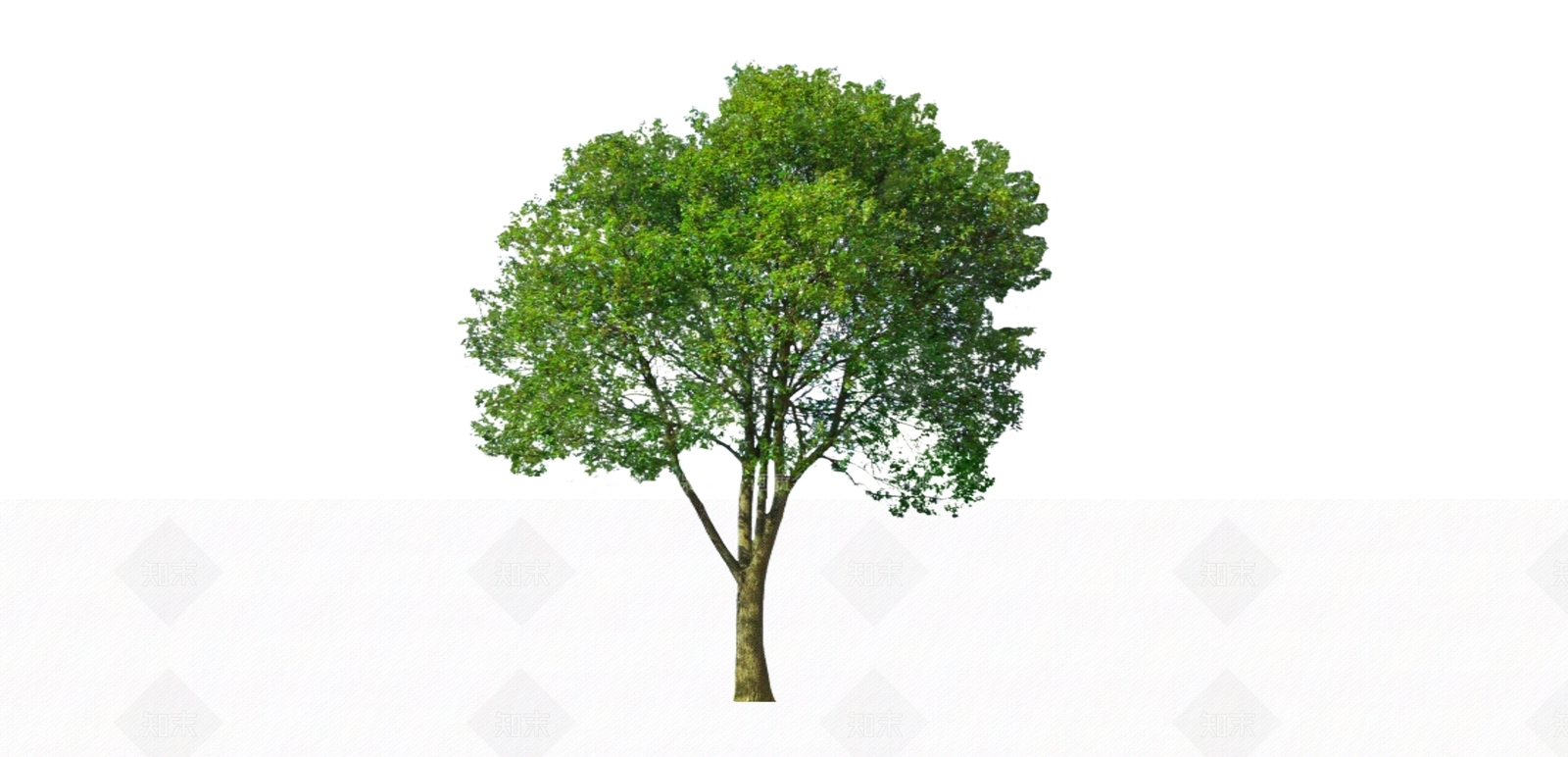 2D现代香樟树SU模型下载【ID:1160274295】