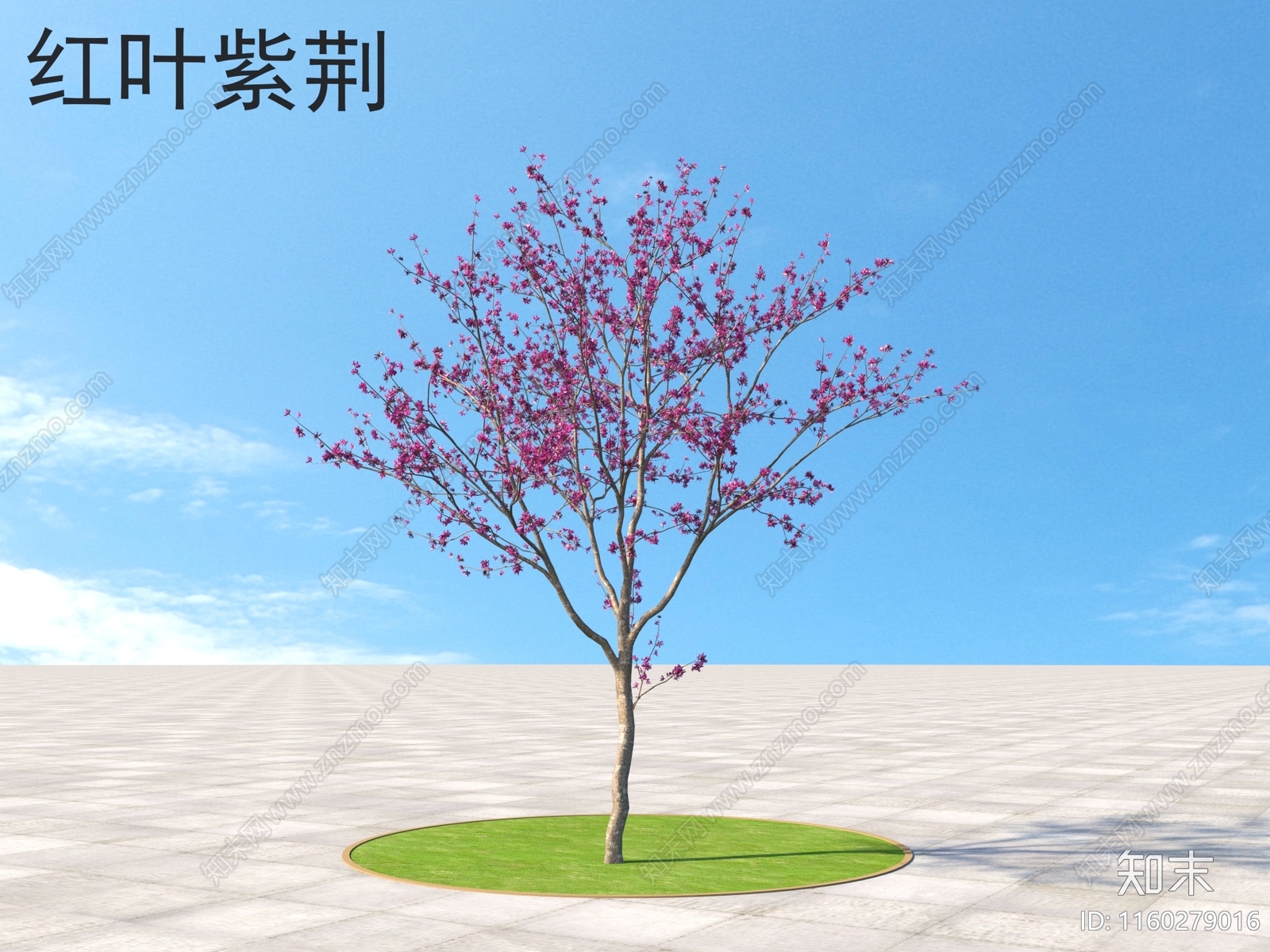 红叶紫荆3D模型下载【ID:1160279016】