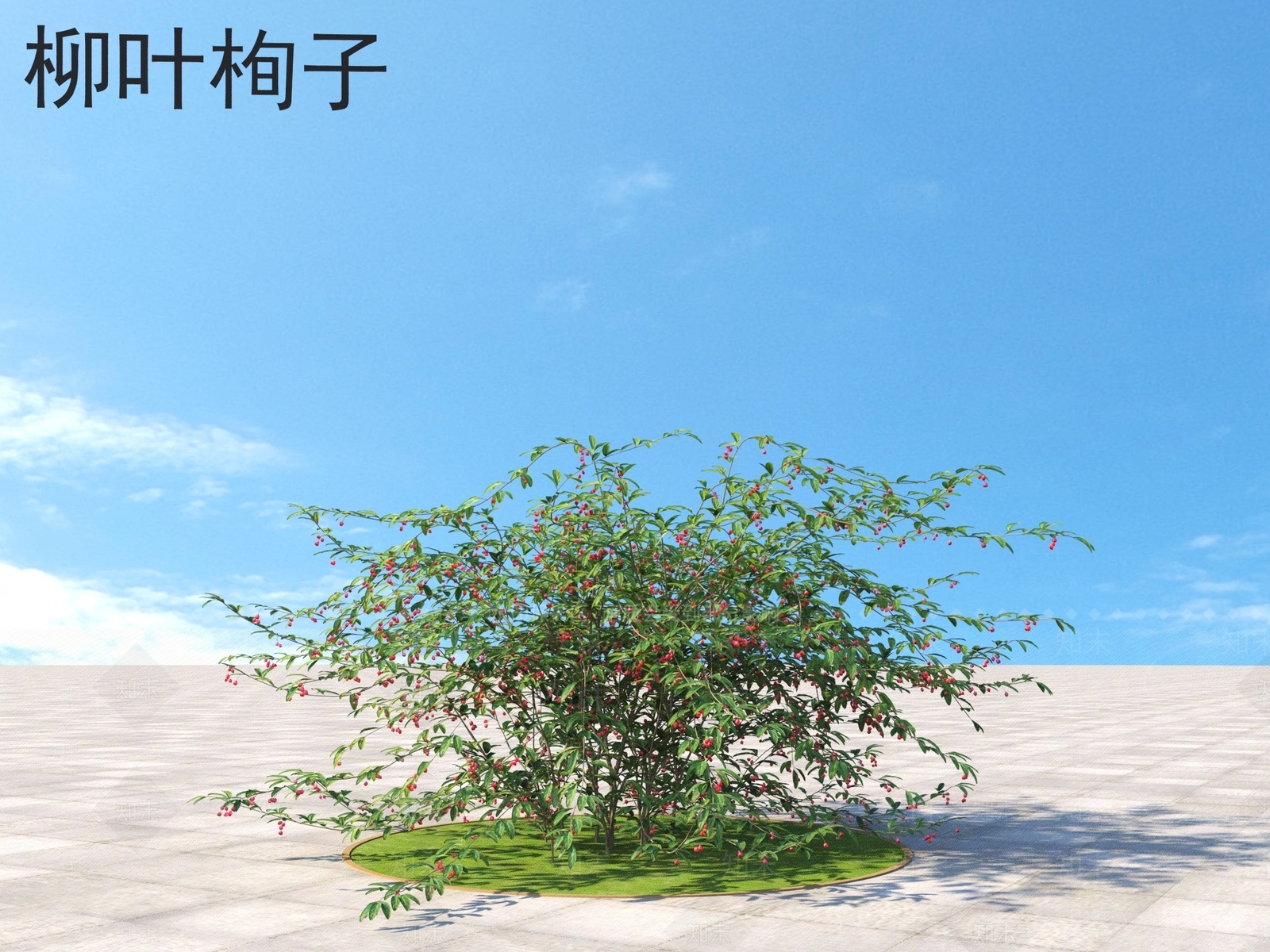 柳叶栒子3D模型下载【ID:1160280990】