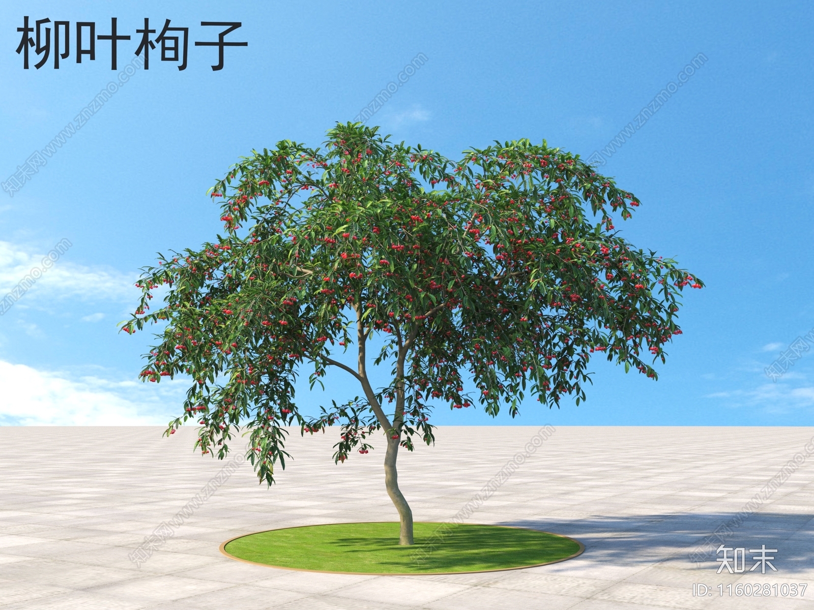 柳叶栒子3D模型下载【ID:1160281037】