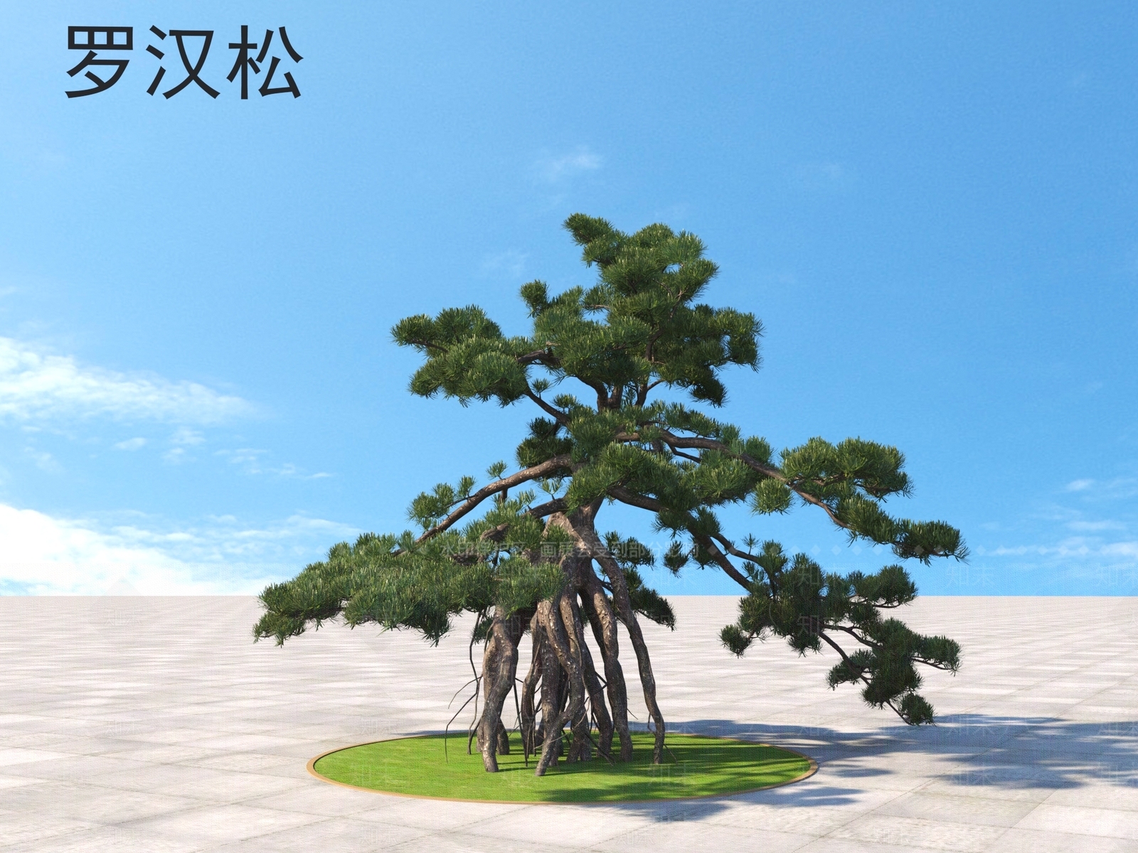 罗汉松3D模型下载【ID:1160281205】