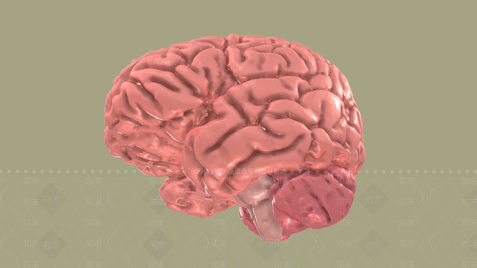 人脑解剖3D模型下载【ID:1160288320】