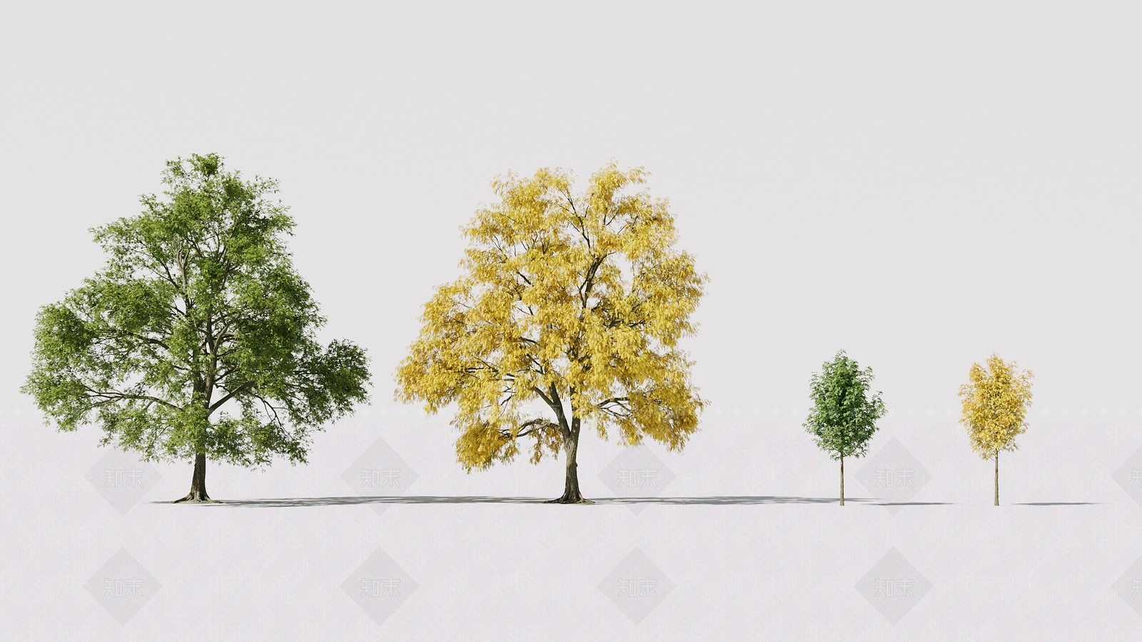 Corona景观刺槐树3D模型下载【ID:1160296860】