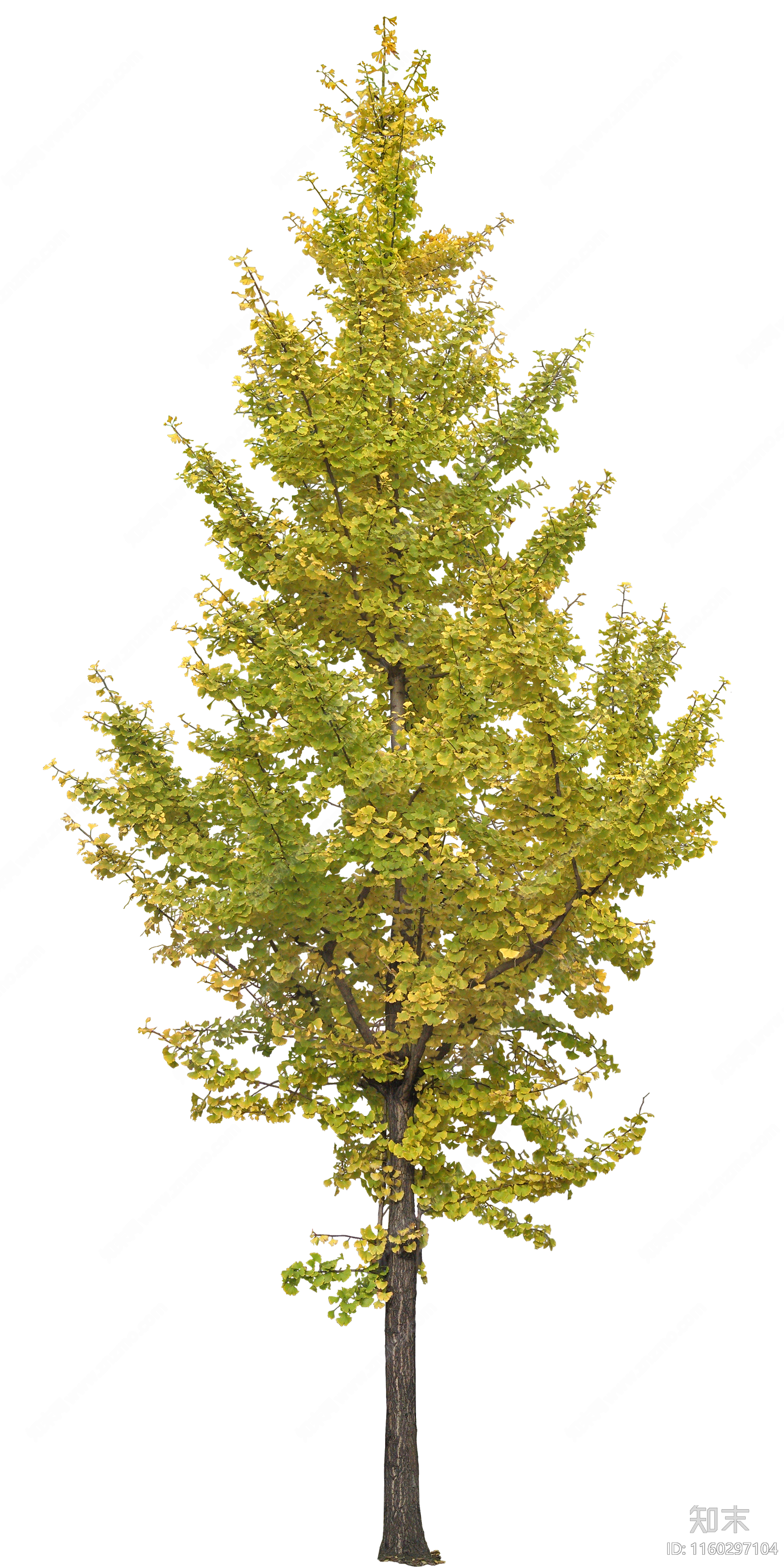 png免抠银杏贴图下载【ID:1160297104】