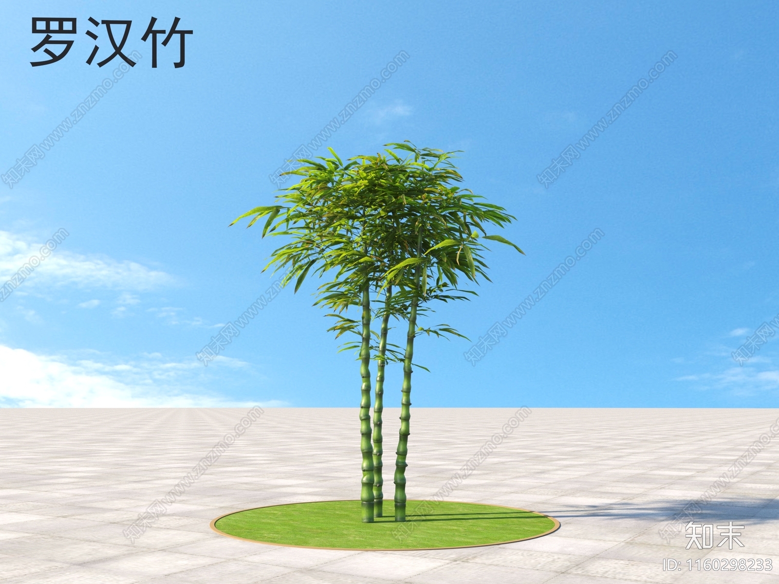 罗汉竹3D模型下载【ID:1160298233】