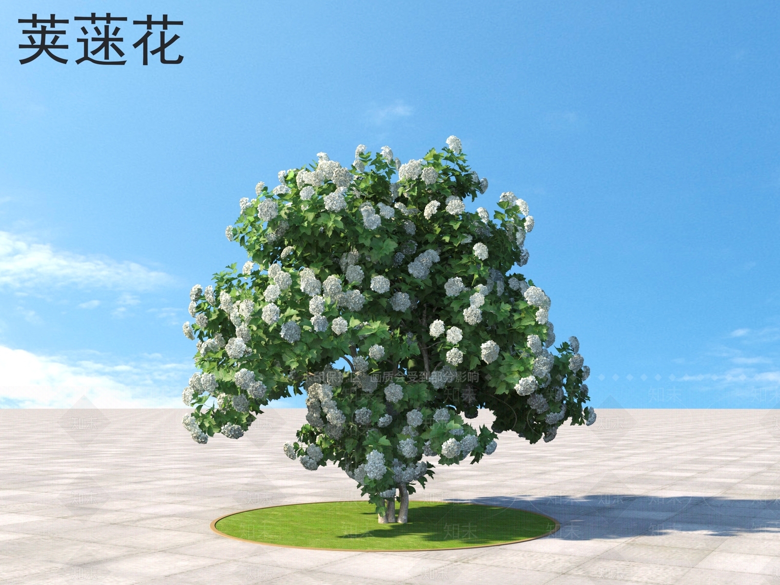 荚蒾花3D模型下载【ID:1160300704】