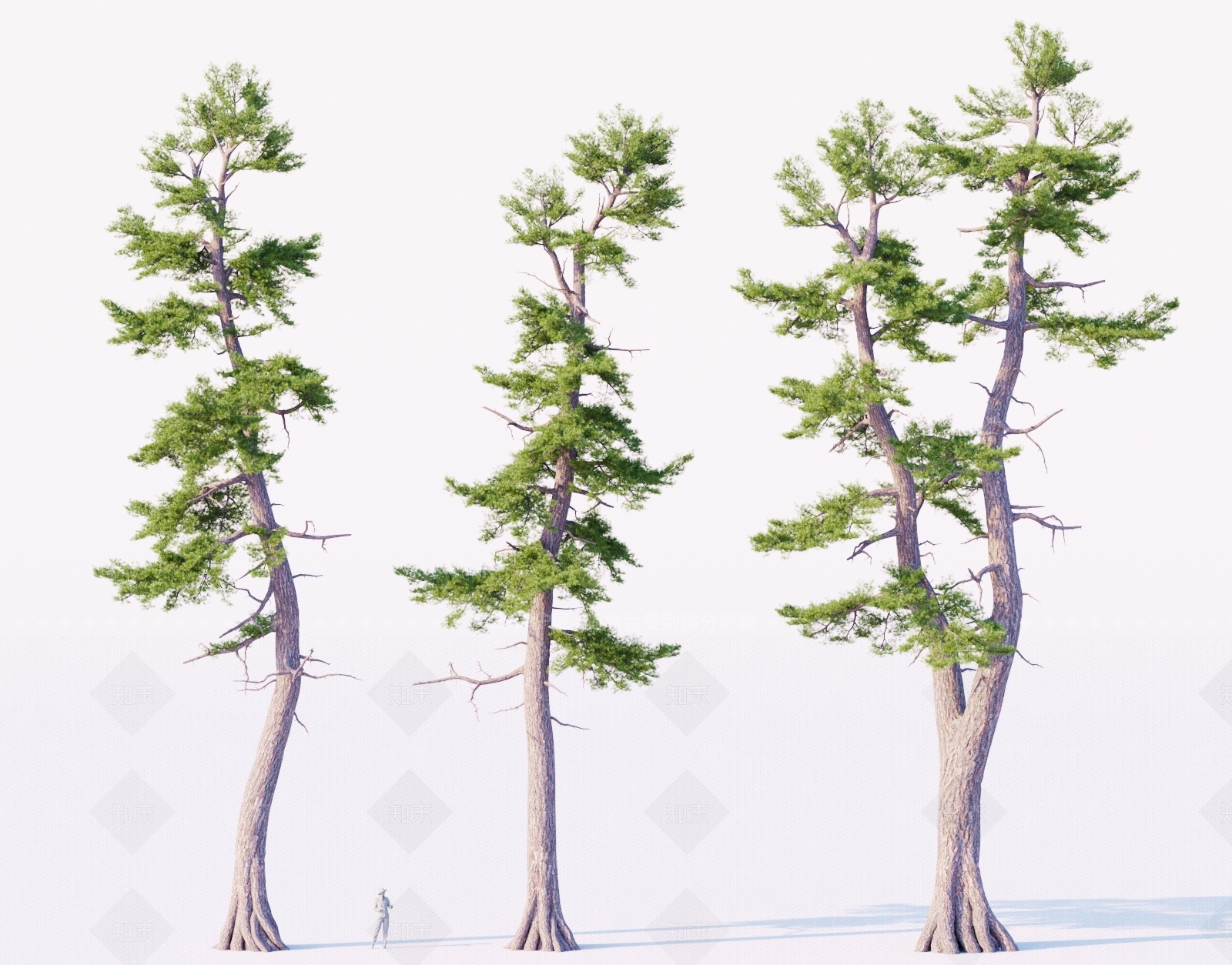 北美美国乔松3D模型下载【ID:1160301179】