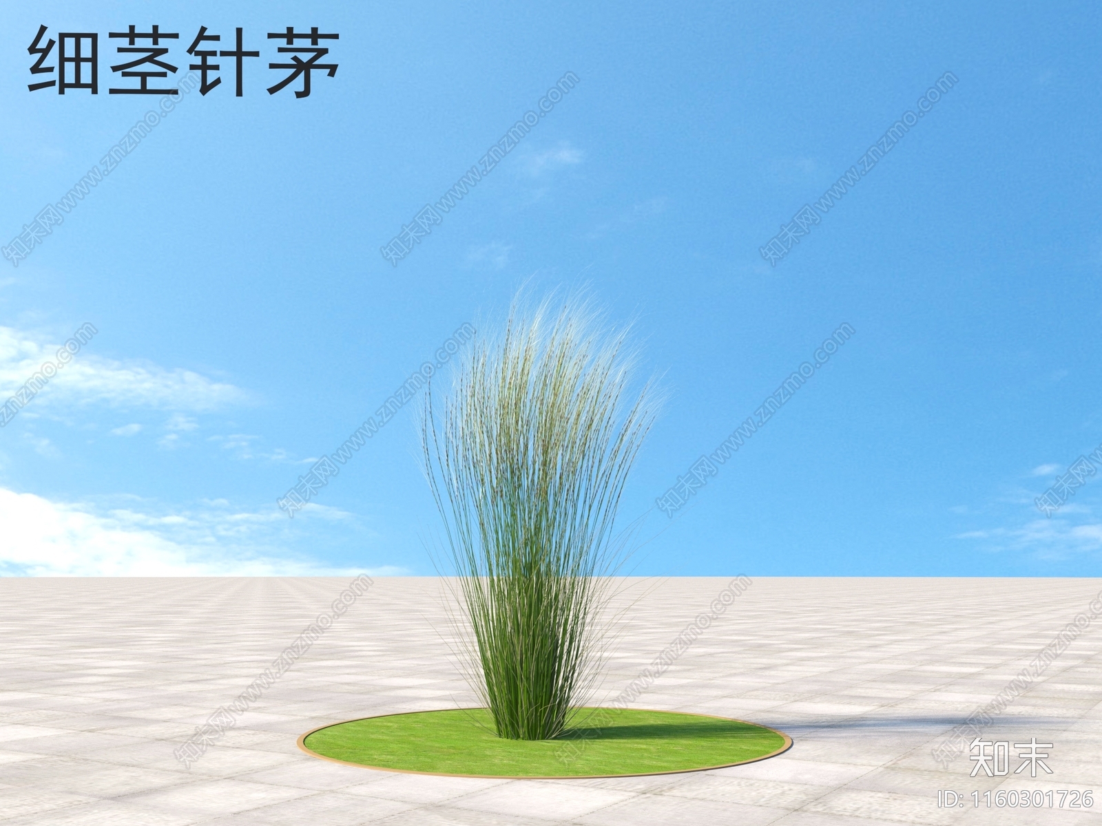 细茎针茅3D模型下载【ID:1160301726】