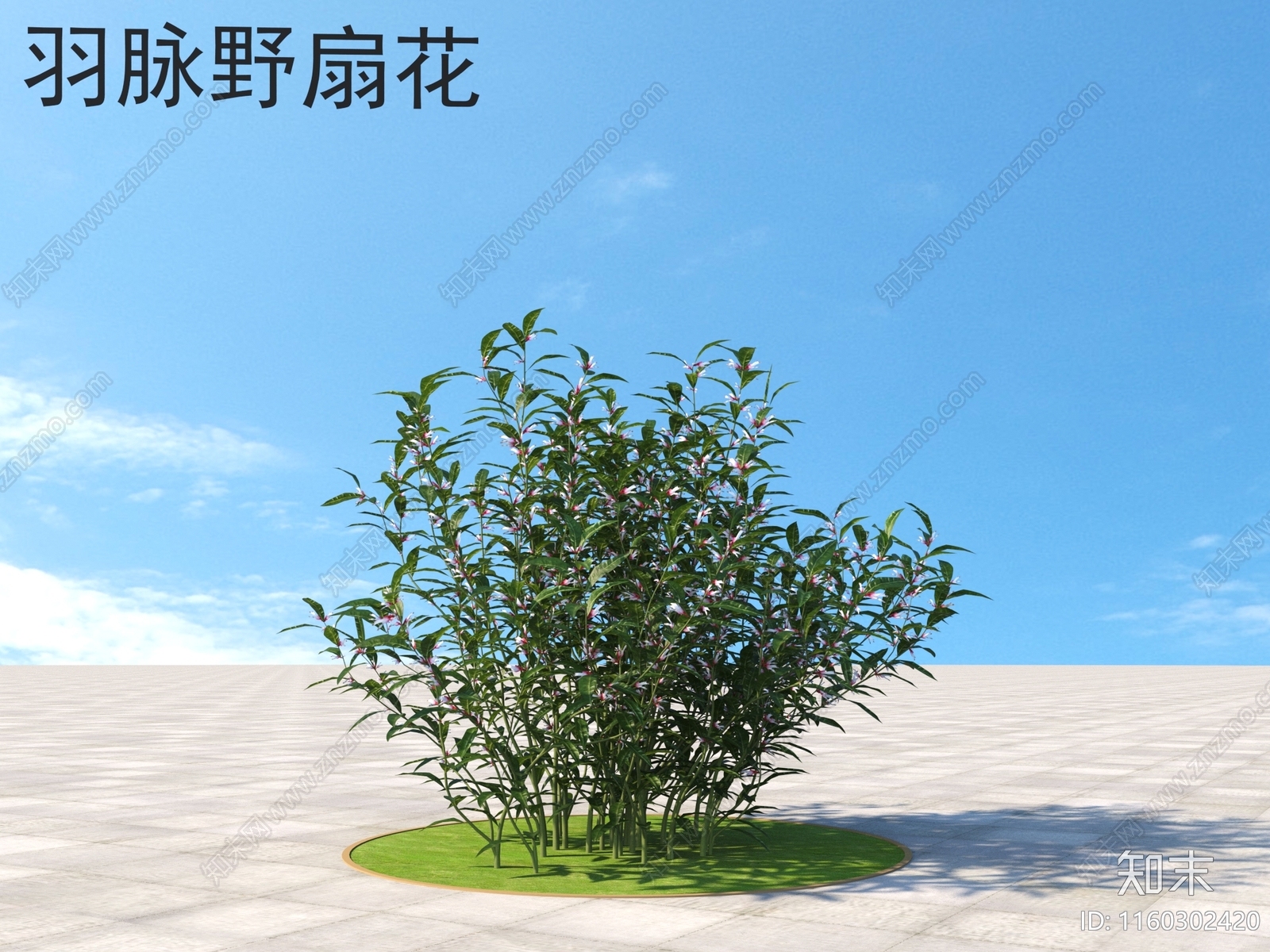 羽脉野扇花3D模型下载【ID:1160302420】