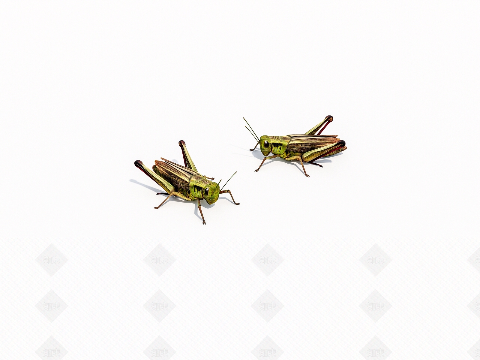 昆虫3D模型下载【ID:1160410202】