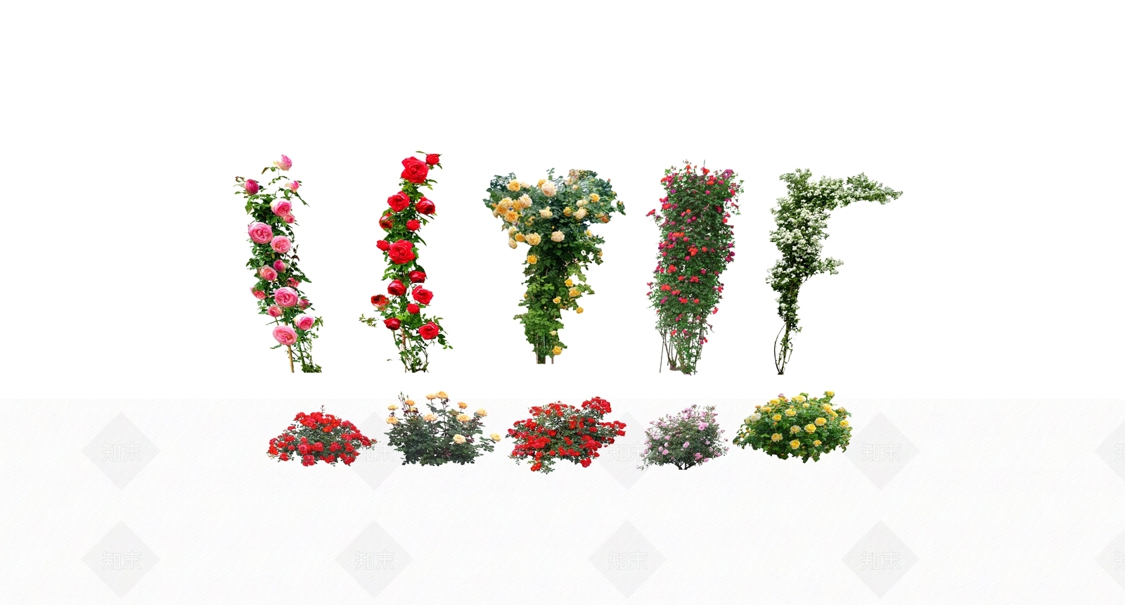 玫瑰花SU模型下载【ID:1160452659】