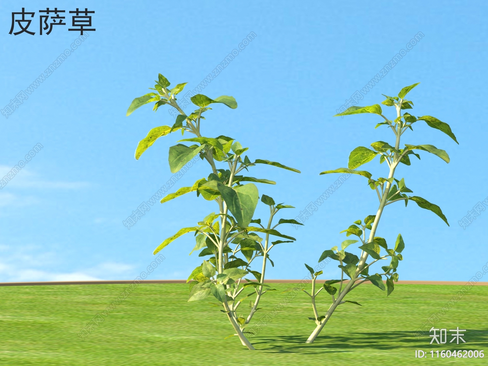 皮萨草3D模型下载【ID:1160462006】