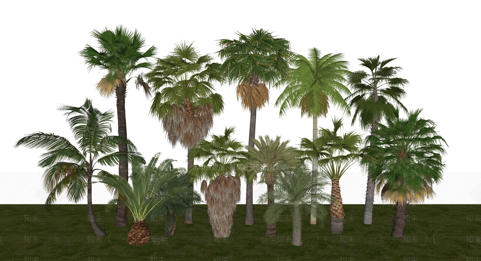 热带植物SU模型下载【ID:1160468705】