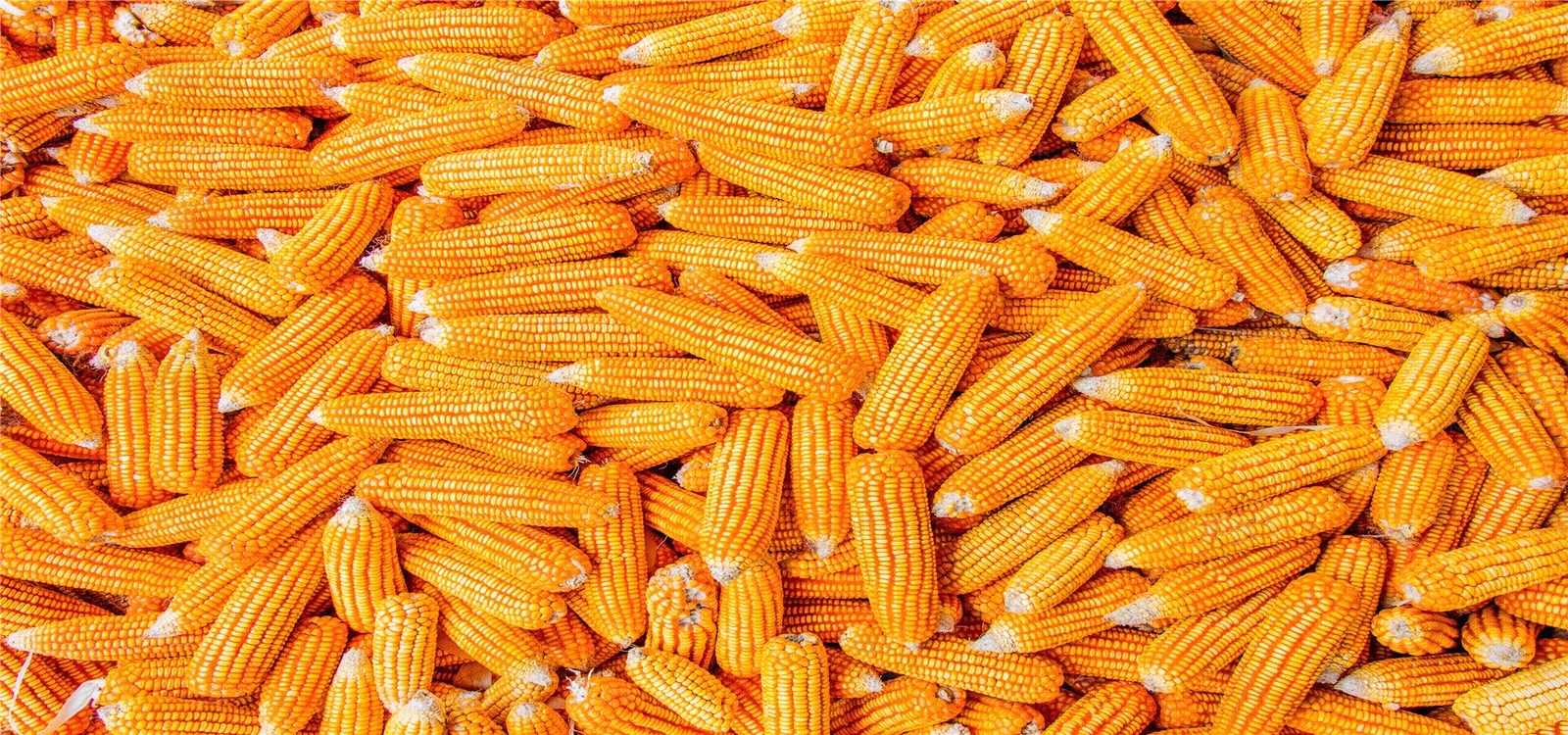 秋天丰收黄色玉米贴图下载【ID:1160524405】