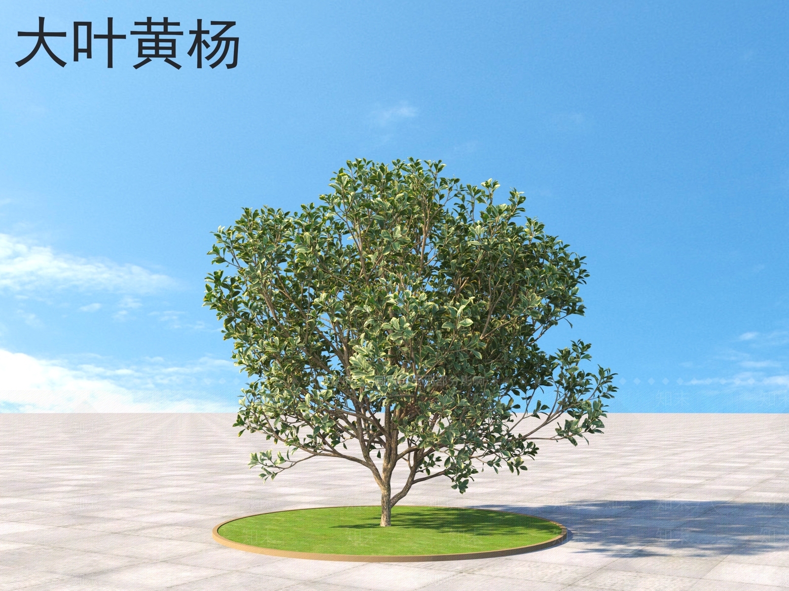 大叶黄杨3D模型下载【ID:1160537295】