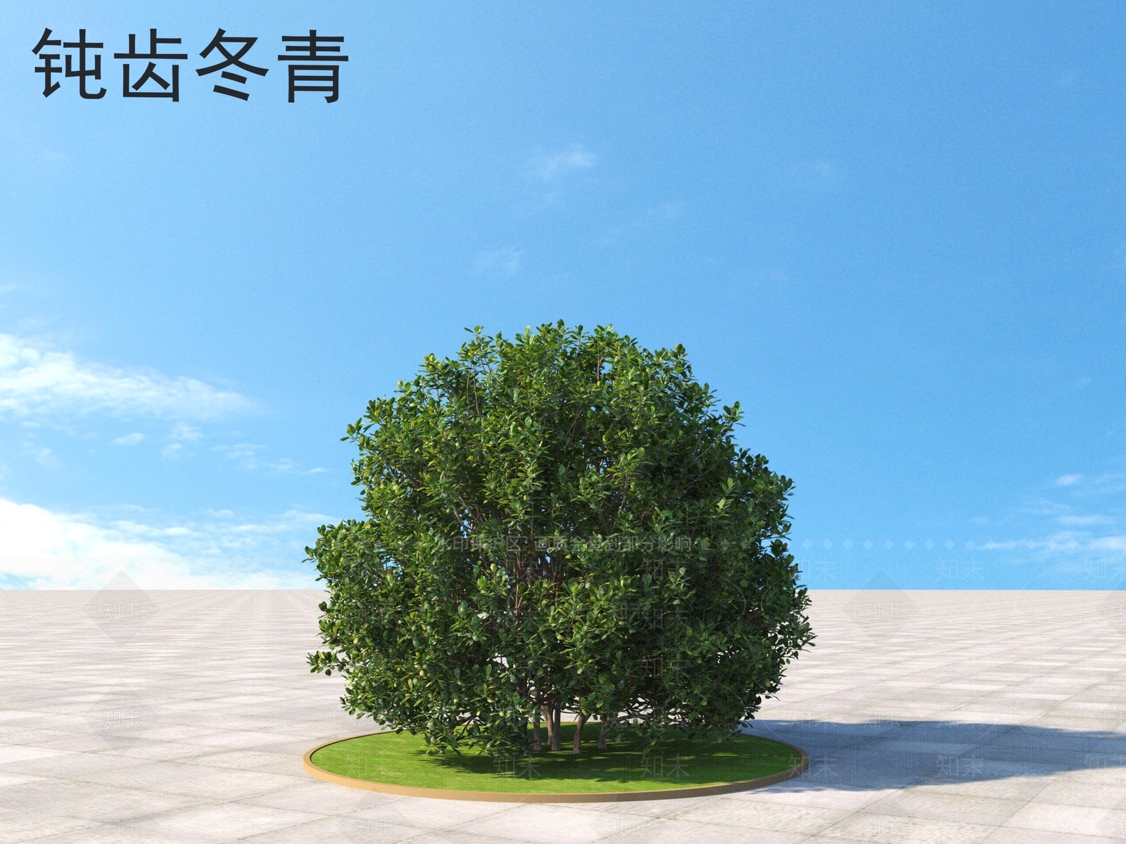 钝齿冬青3D模型下载【ID:1160599624】