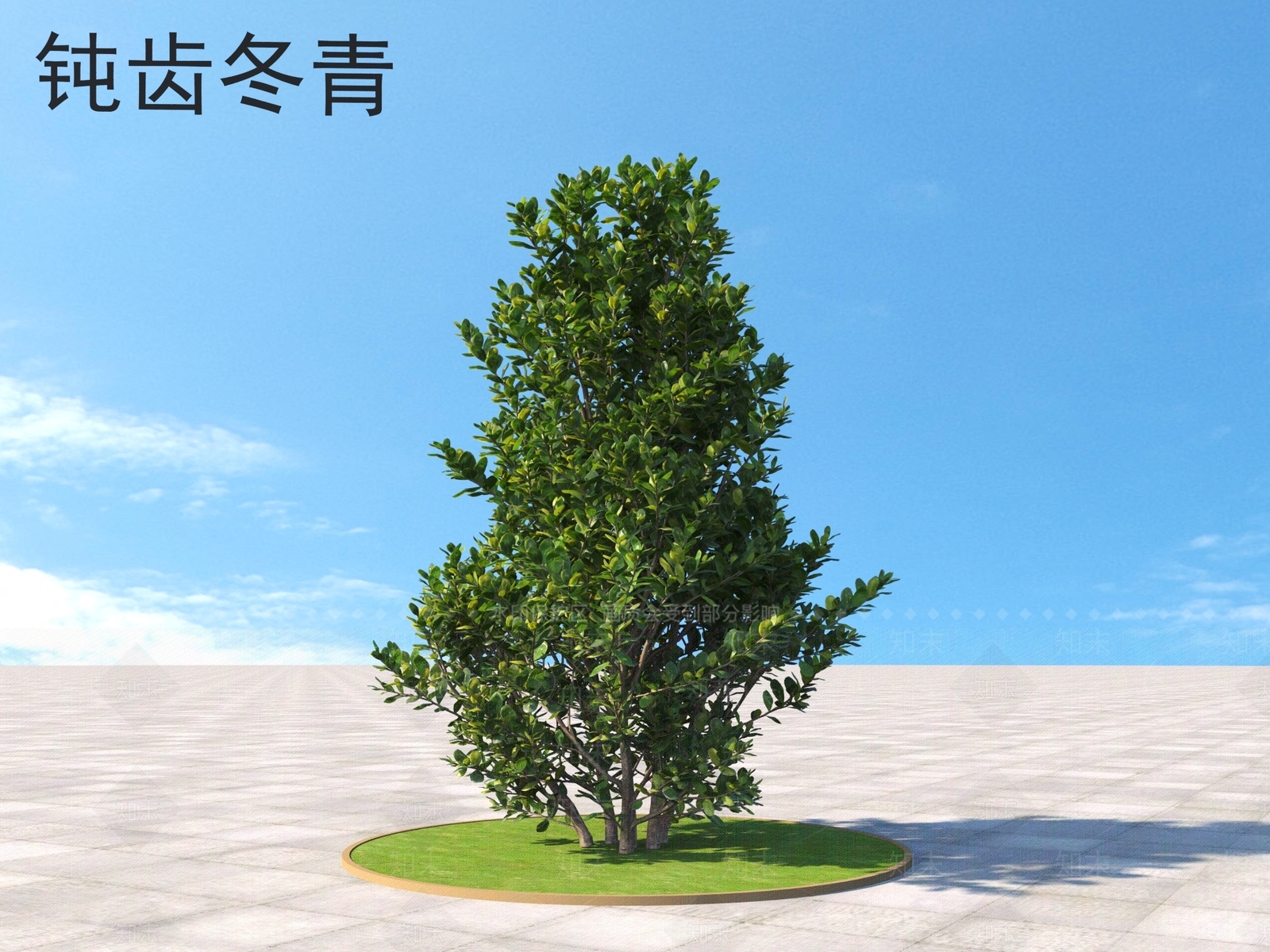 钝齿冬青3D模型下载【ID:1160599636】