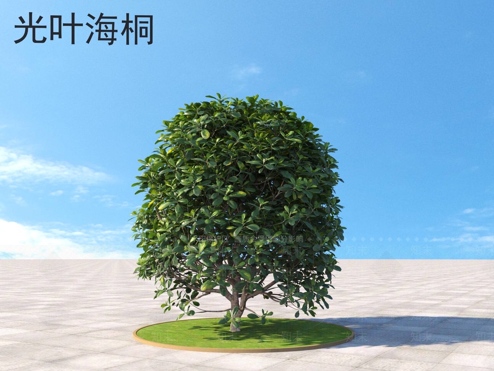 光叶海桐3D模型下载【ID:1160599784】