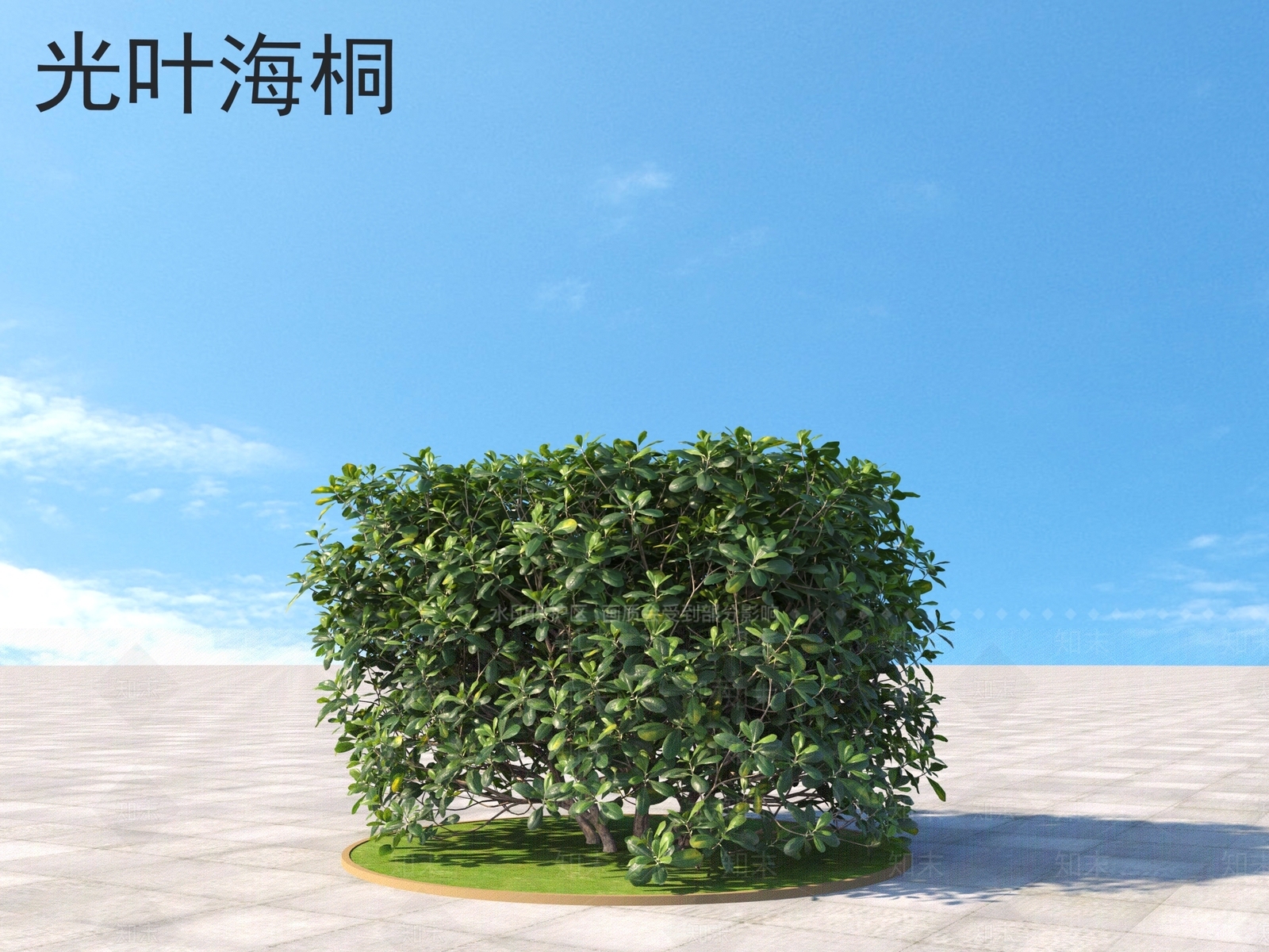 光叶海桐3D模型下载【ID:1160599982】