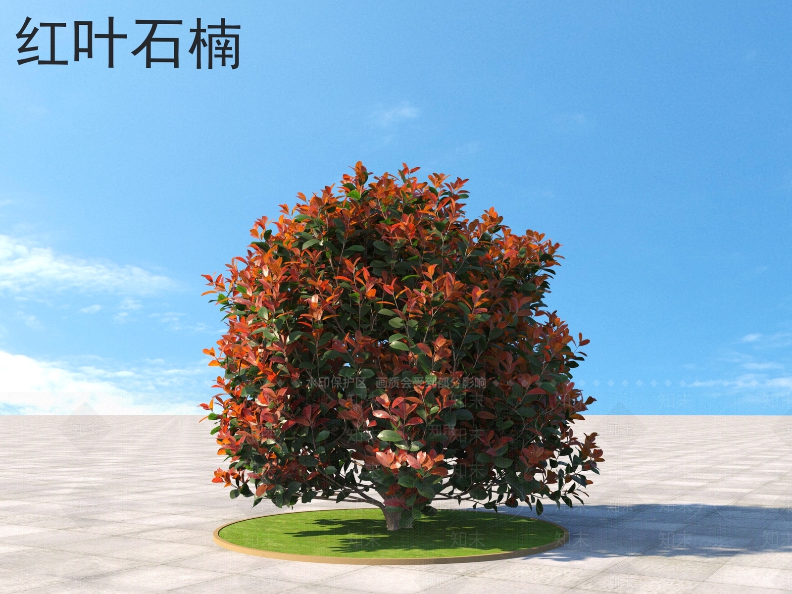 红叶石楠3D模型下载【ID:1160617584】