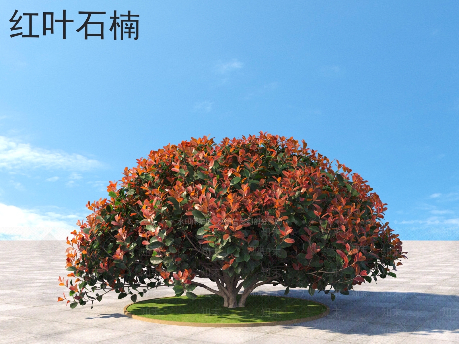 红叶石楠3D模型下载【ID:1160619473】