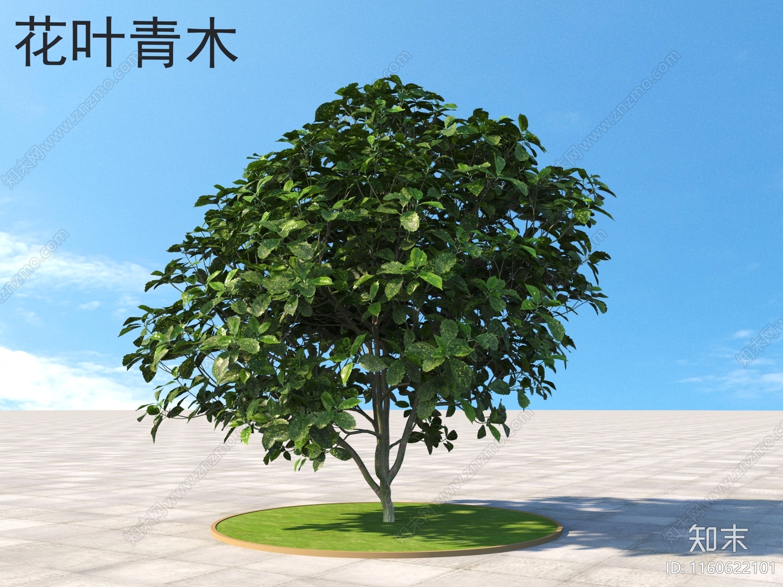 花叶青木3D模型下载【ID:1160622101】