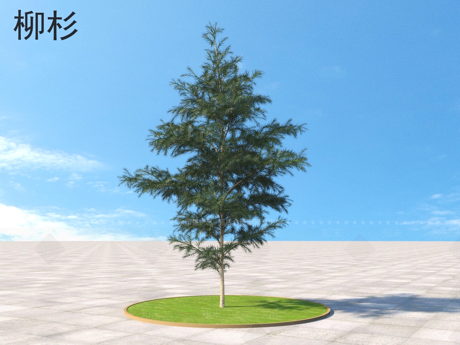 柳杉3D模型下载【ID:1160700328】