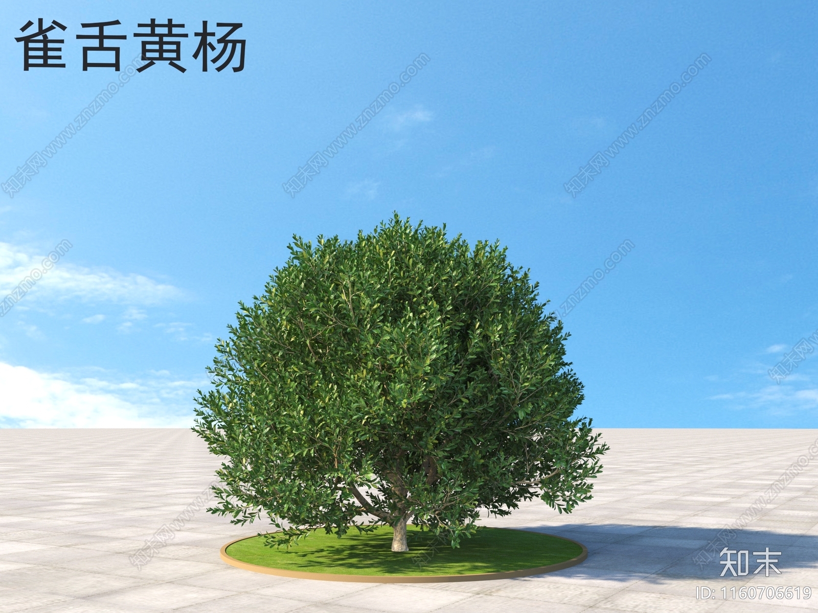 雀舌黄杨3D模型下载【ID:1160706619】