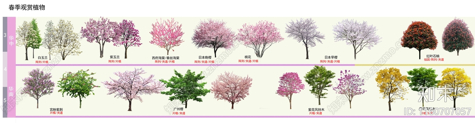 psd免抠春季观赏乔木紫玉兰风铃木樱花羊蹄甲红叶石楠贴图下载【ID:1160707057】_【知末网贴图库】