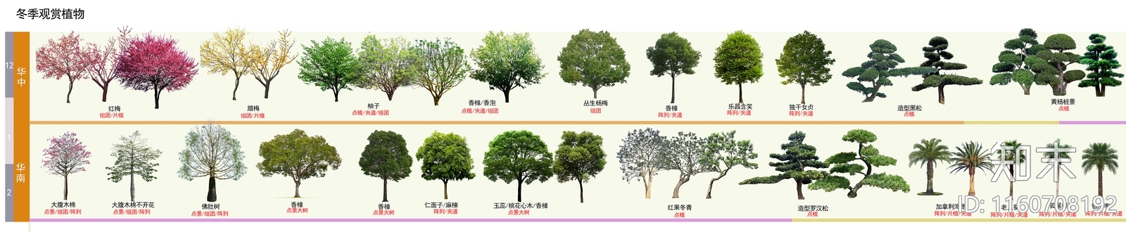 psd免抠冬季观赏乔木红果冬青木棉红梅老人葵香樟柚子杨梅造型松黄杨桩下载【ID:1160708192】