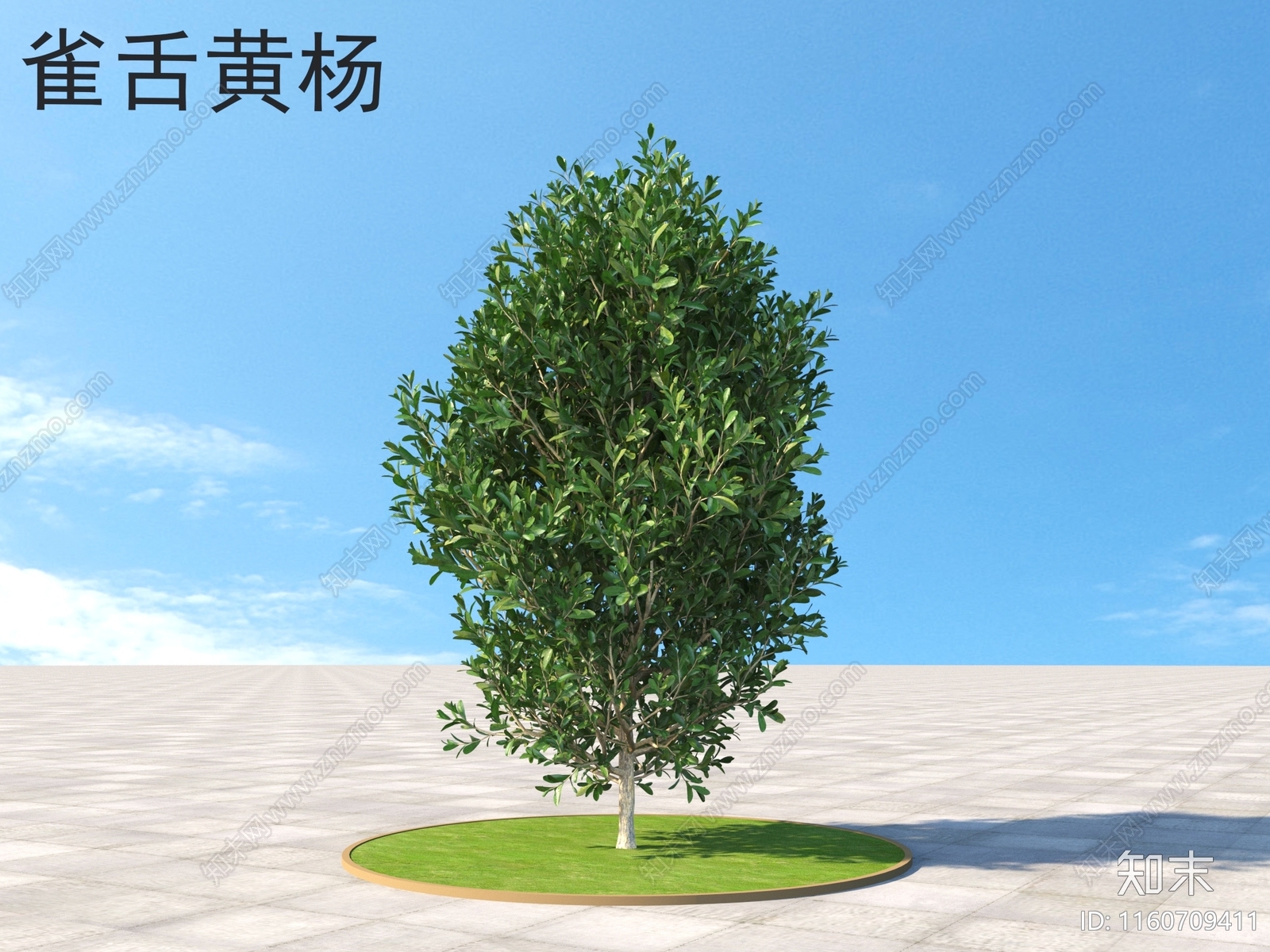 雀舌黄杨3D模型下载【ID:1160709411】