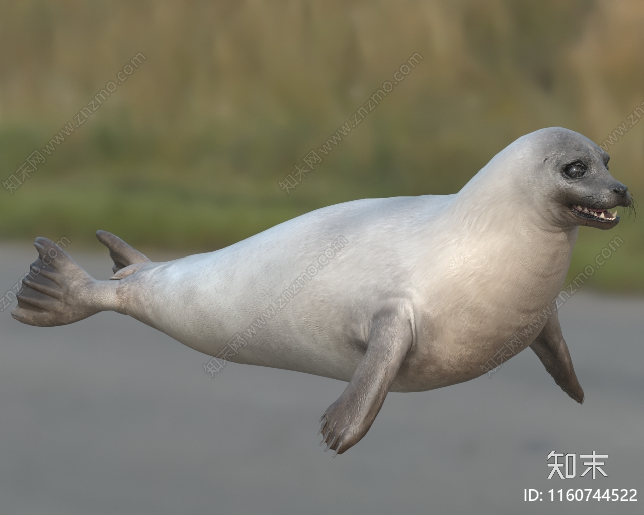 竖琴海豹格陵兰海豹恋冰海豹天琴海豹动物3D模型下载【ID:1160744522】