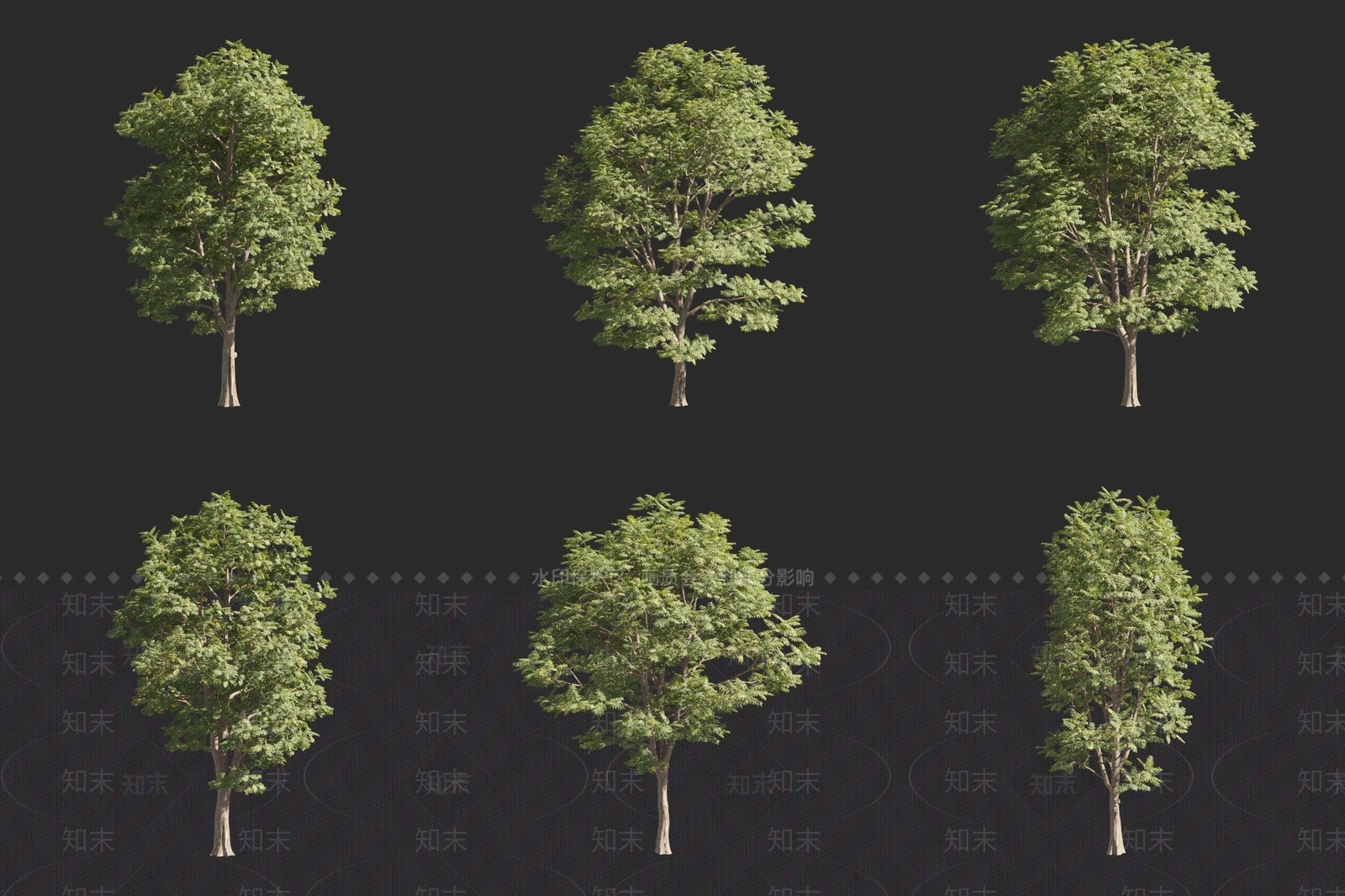 美国肥皂荚3D模型下载【ID:1160799461】