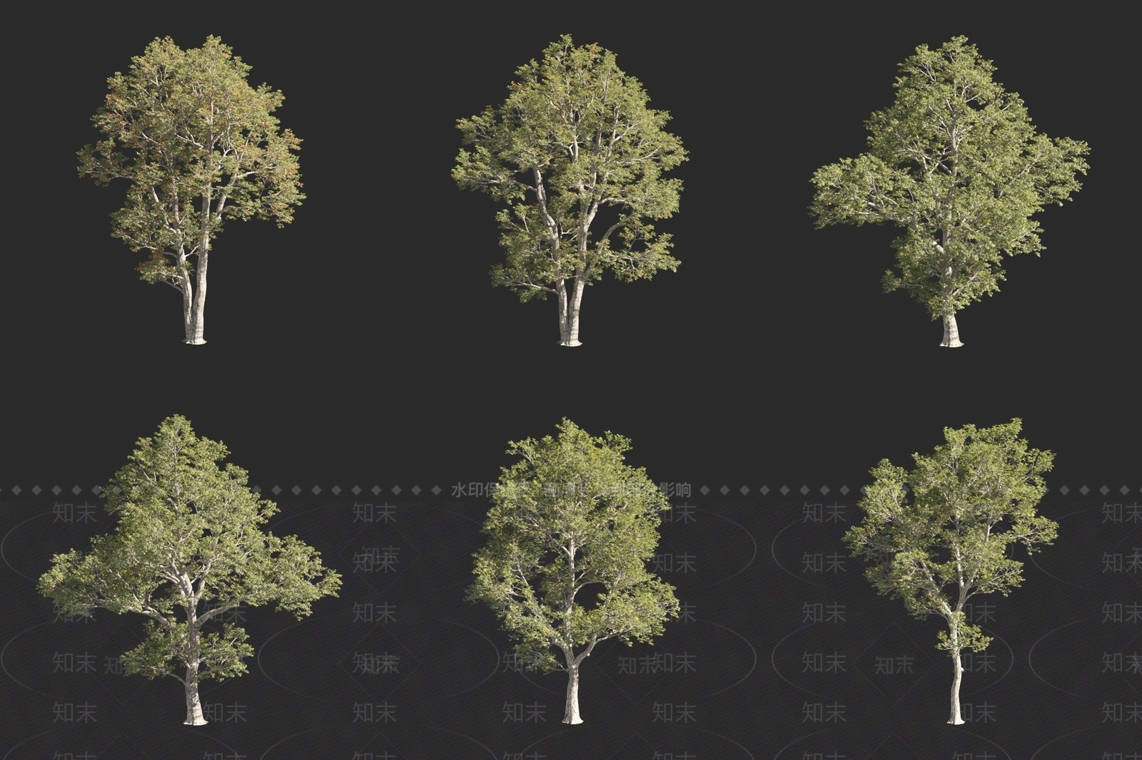 苦栎3D模型下载【ID:1160800572】