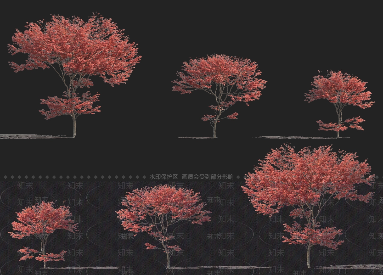 现代鸡爪槭日本红枫小乔木3D模型下载【ID:1160834943】