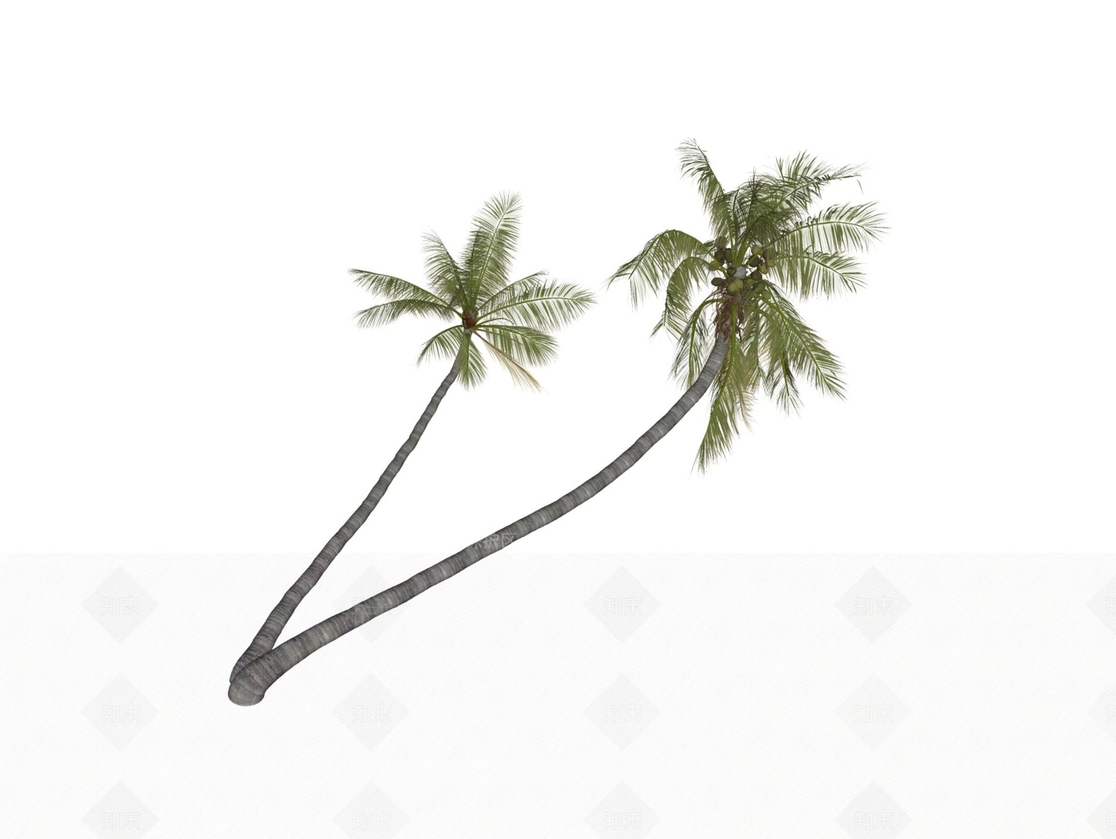 热带植物椰子树SU模型下载【ID:1160956237】