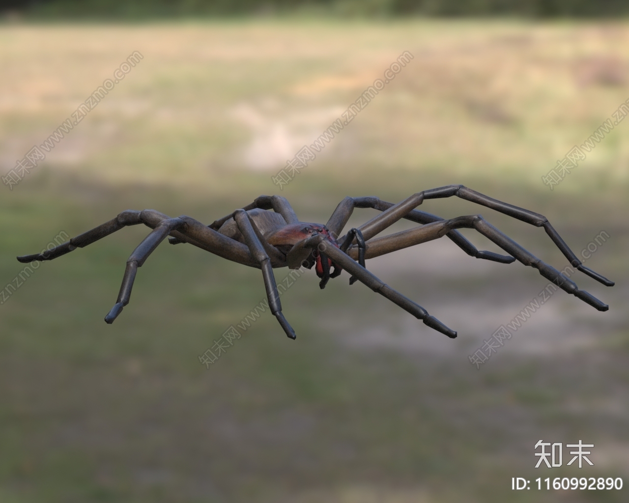 红牙流浪蜘蛛生物动物3D模型下载【ID:1160992890】