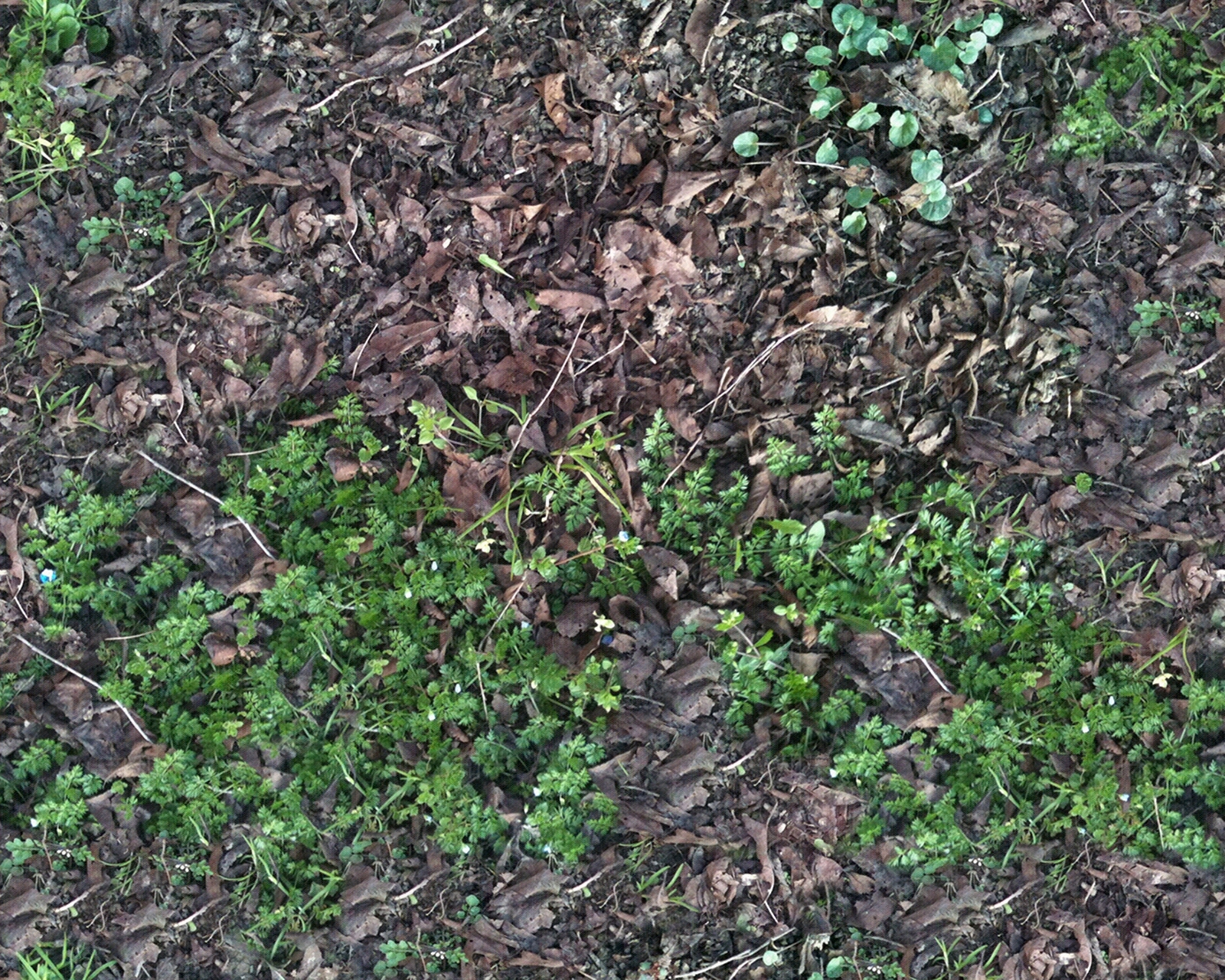 无缝枯枝落叶草皮草地草坪地面贴图下载【ID:1161009674】