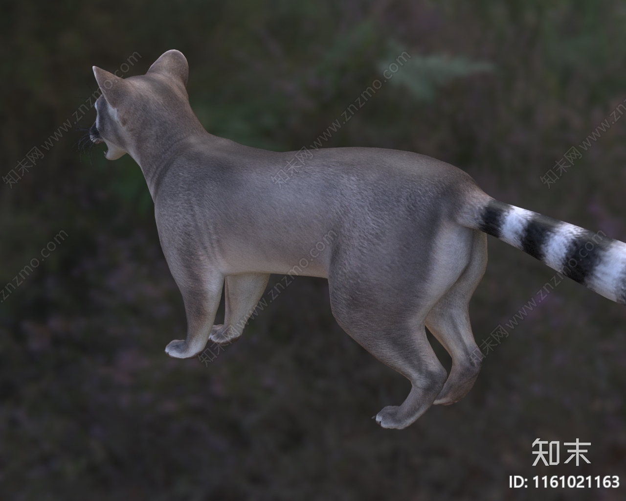 北美环尾猫熊生物动物3D模型下载【ID:1161021163】