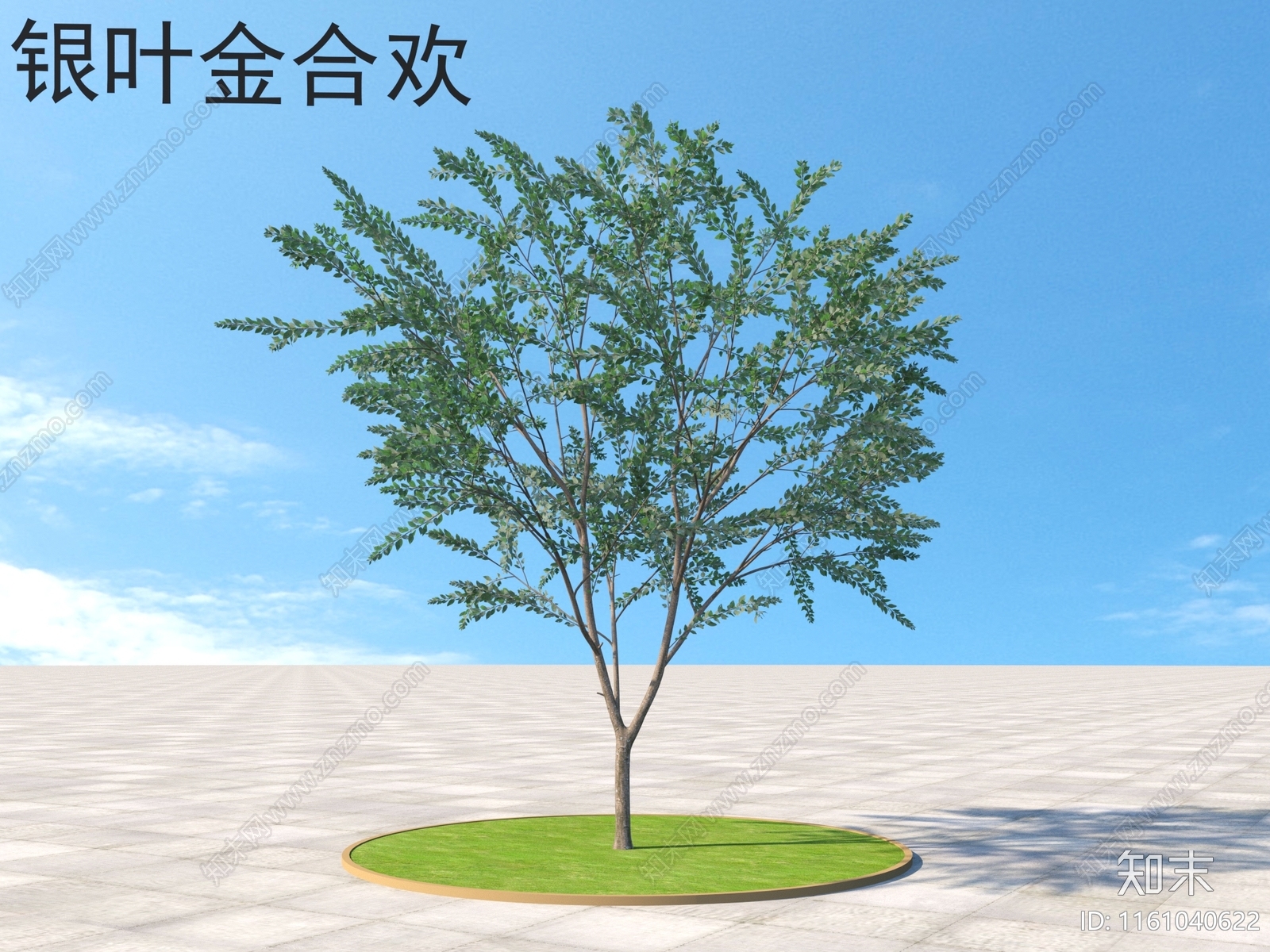 银叶金合欢3D模型下载【ID:1161040622】