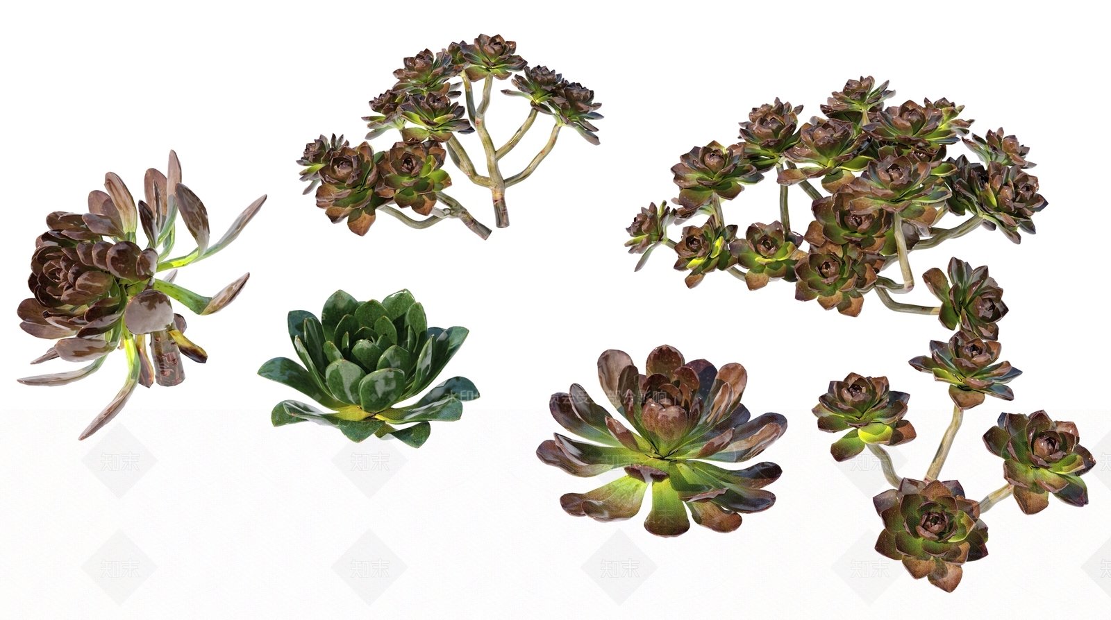 多肉植物3D模型下载【ID:1161089883】
